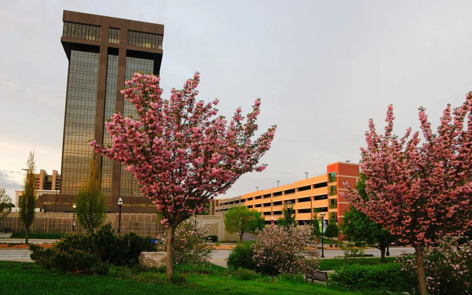 Downtown Springfield, MO with Hammonds Tower in the background with pink flowering trees