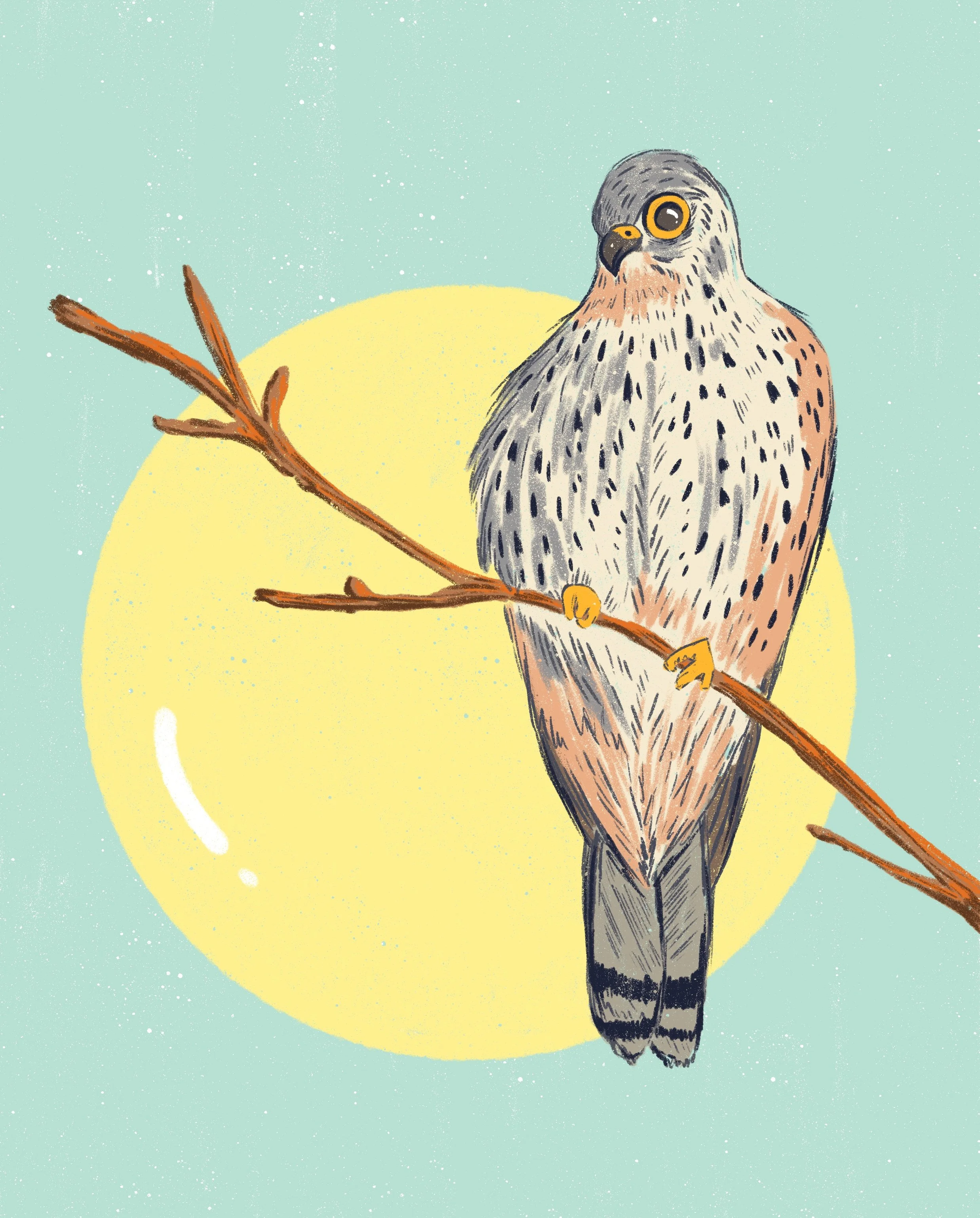 Kestrel.jpg