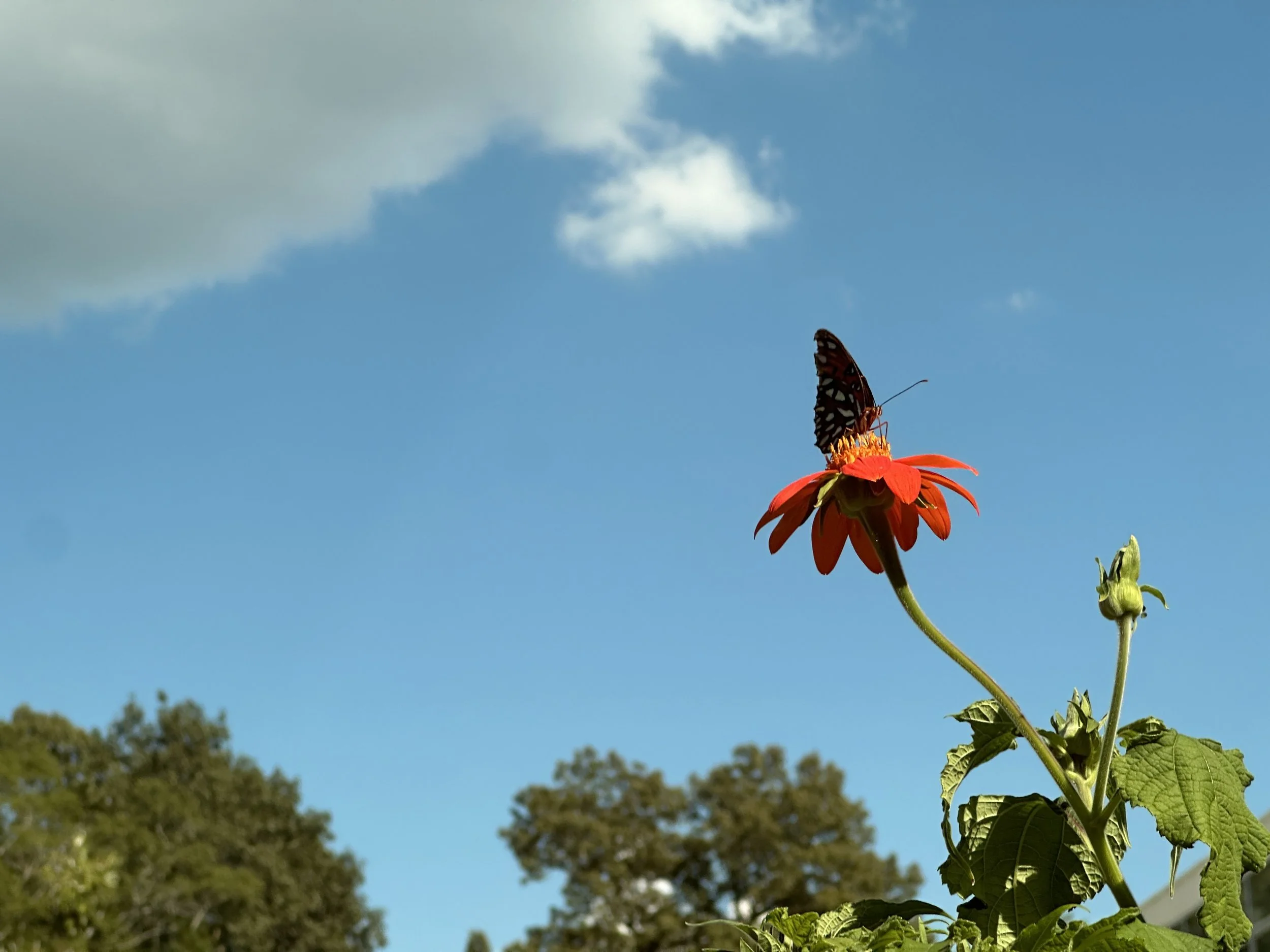 IMG_8176.jpeg