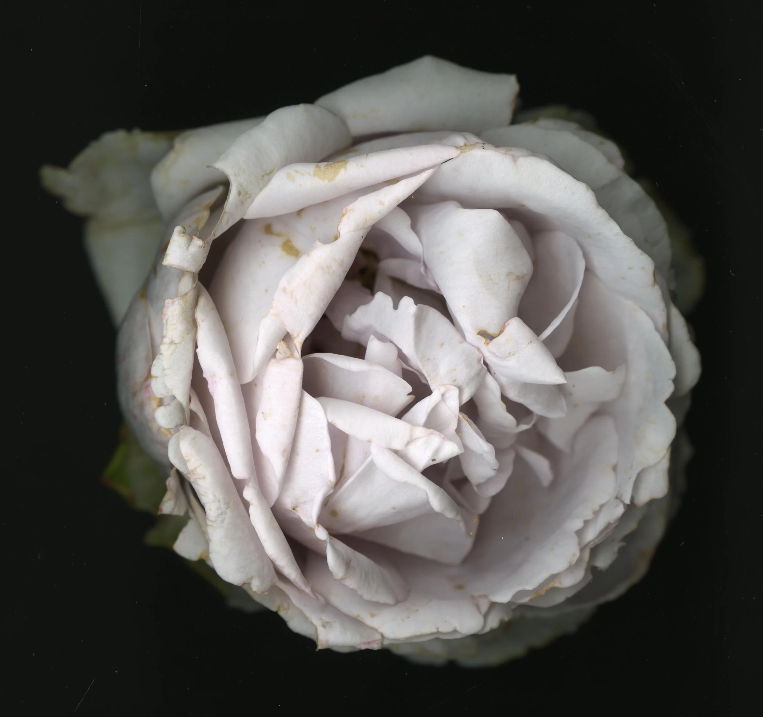 WhiteTanRoseBloomtah_1_354.jpg