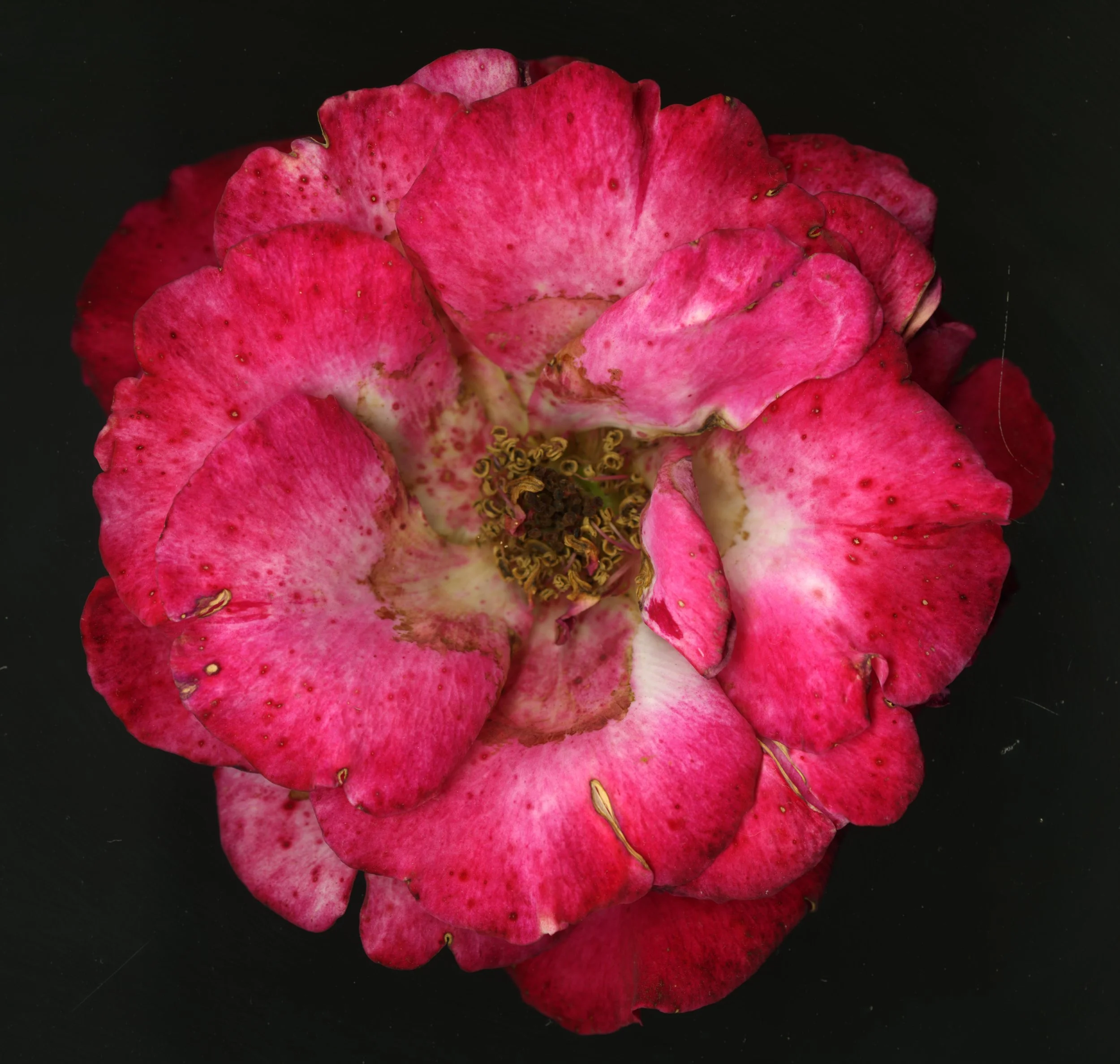 PinkRoseBloomtah_1_333.jpg