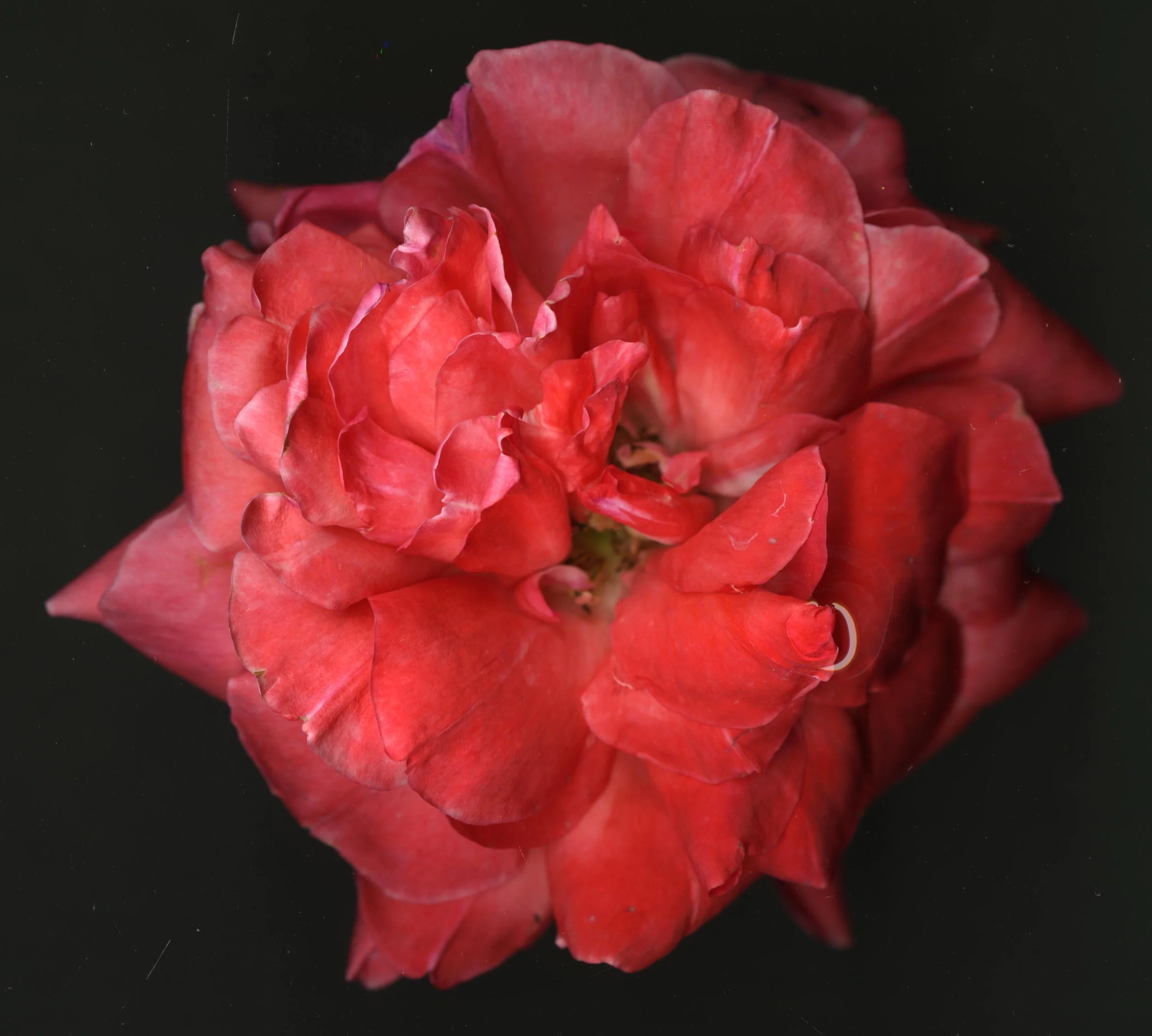 PinkredBloomRose_1_106.jpg