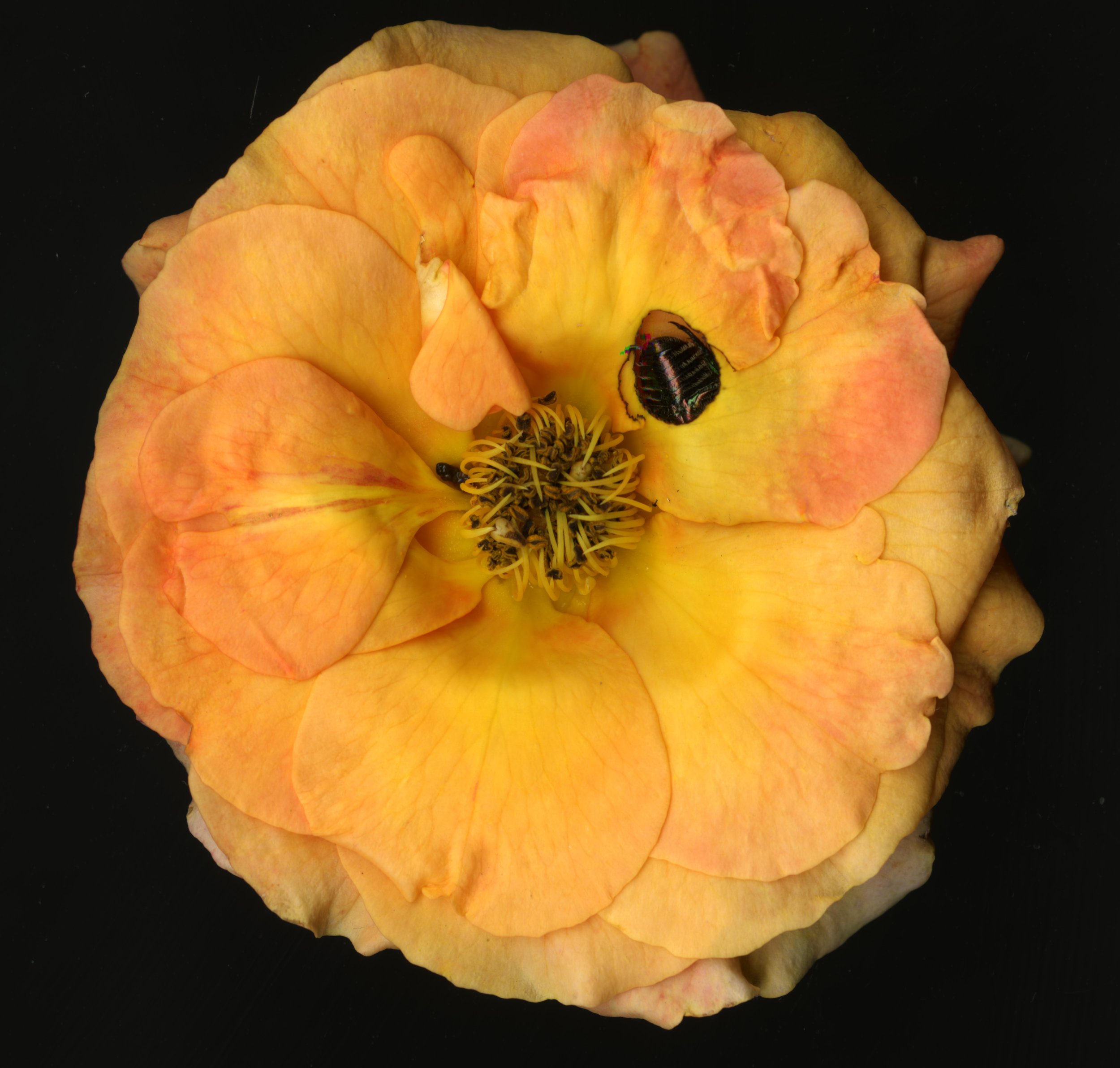 OrangeBloomera_1_386.jpg