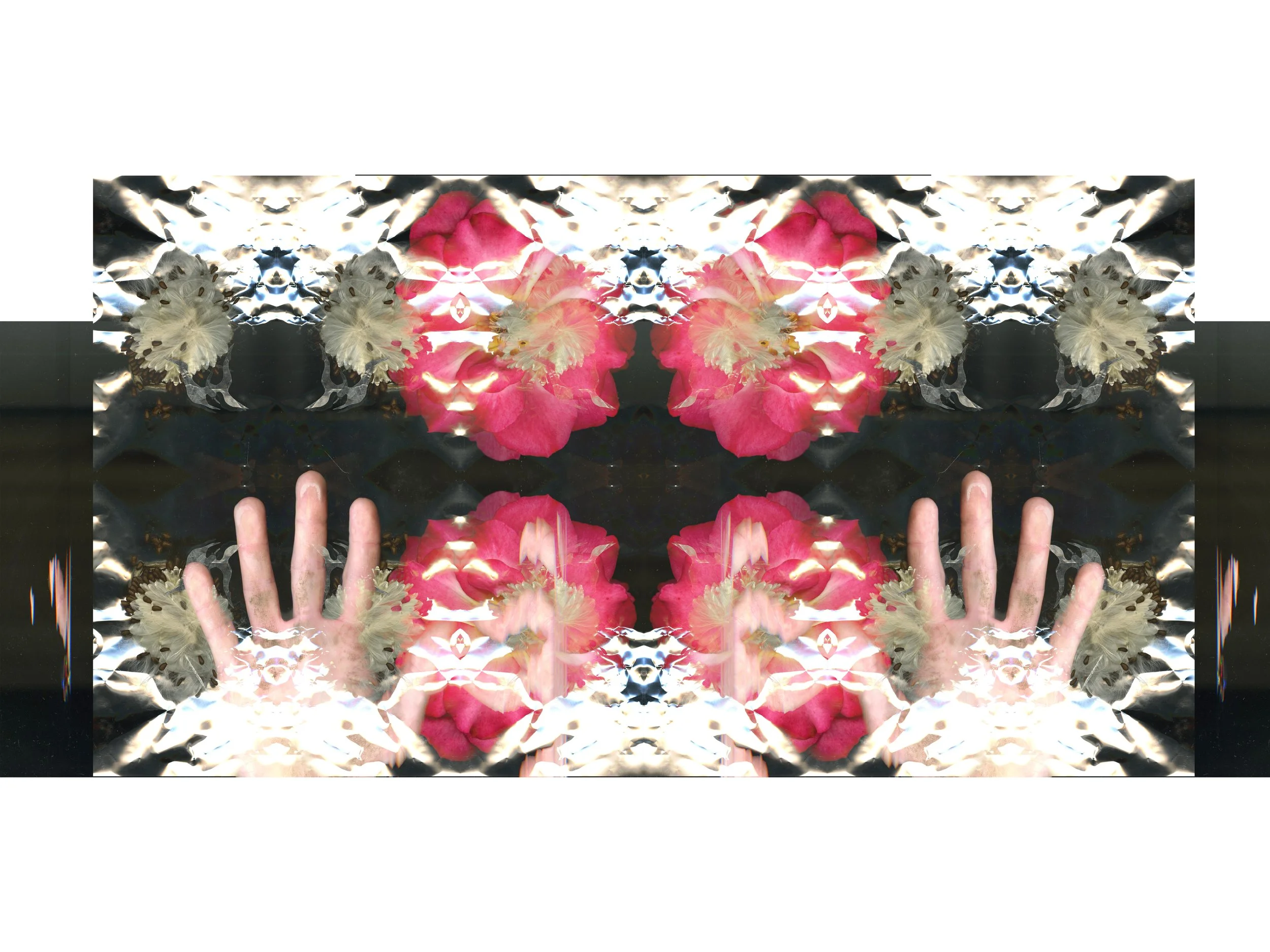 PinkRoseBloomtah_3_291_Mirrored_1_.jpg