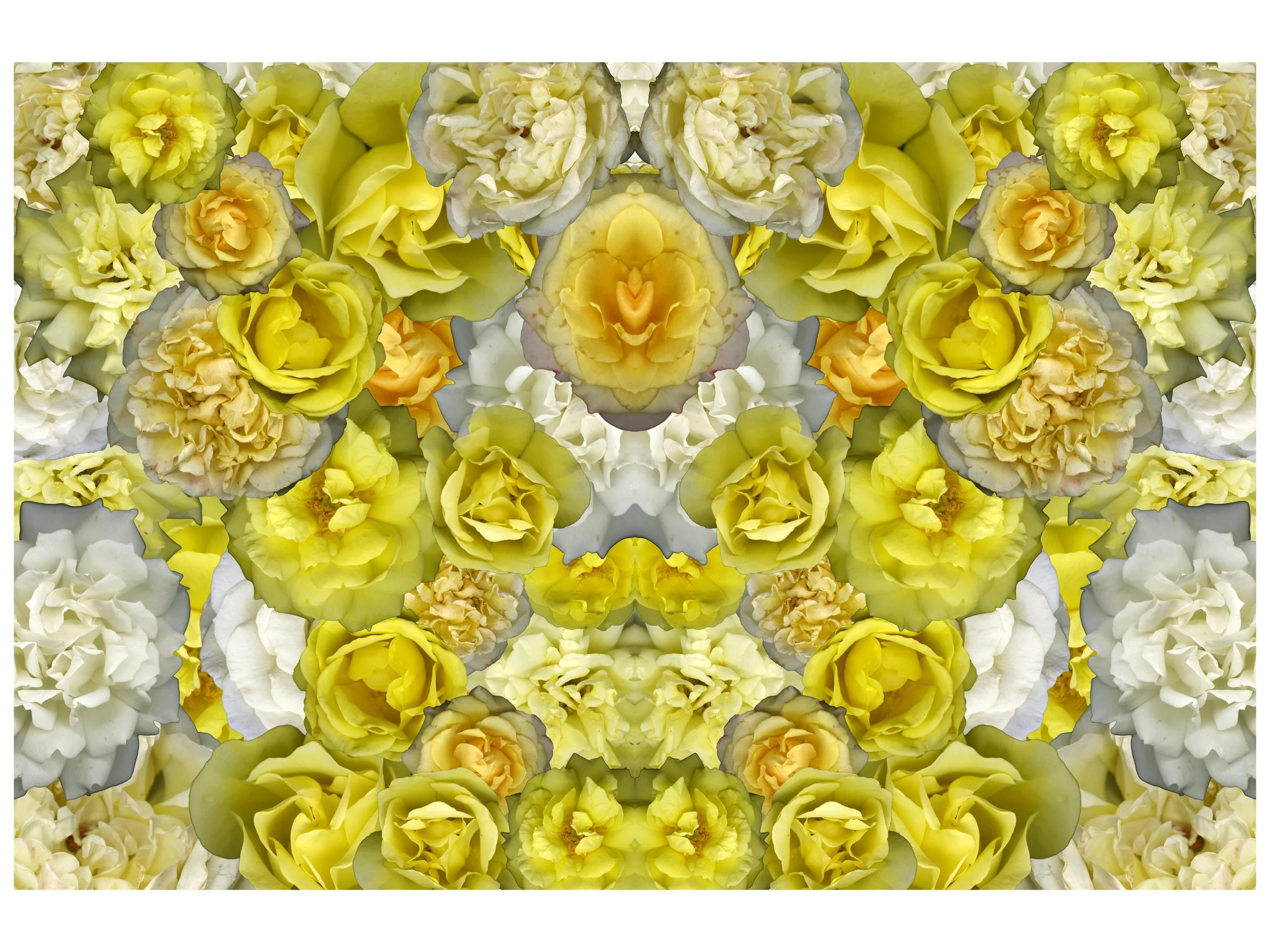 YellowBloomeraMixFloral_1__Mirrored_1_.jpg