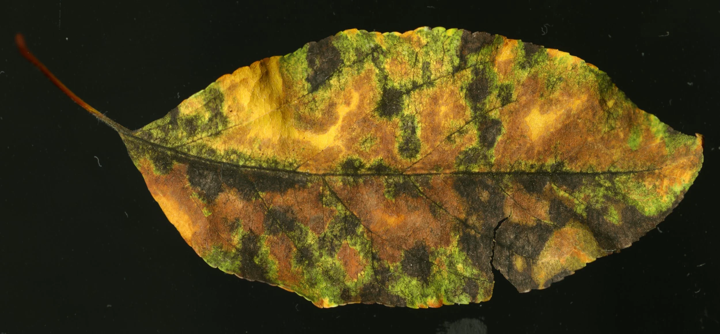 CoolLeafCamo_1_532.jpg