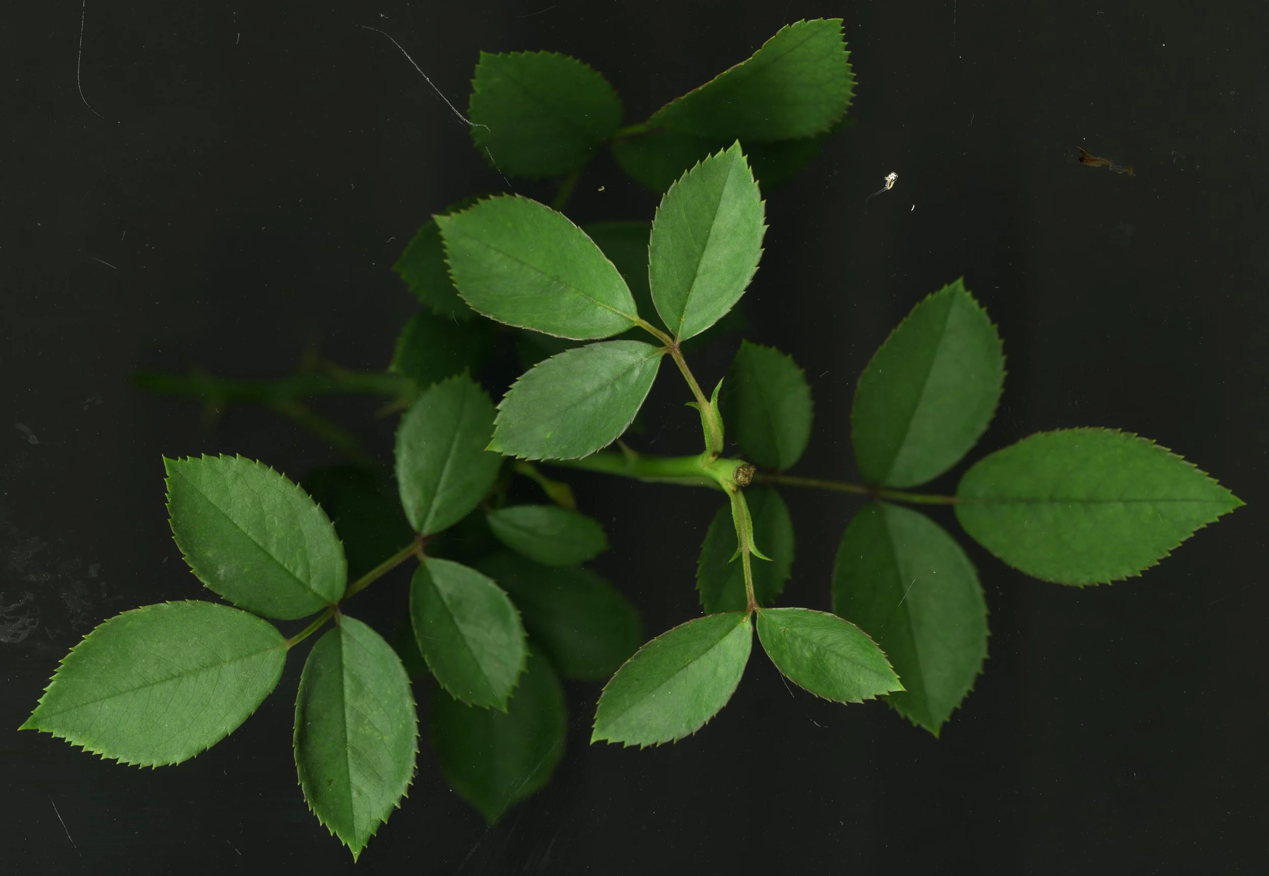 RodeLeaves_1_503.jpg