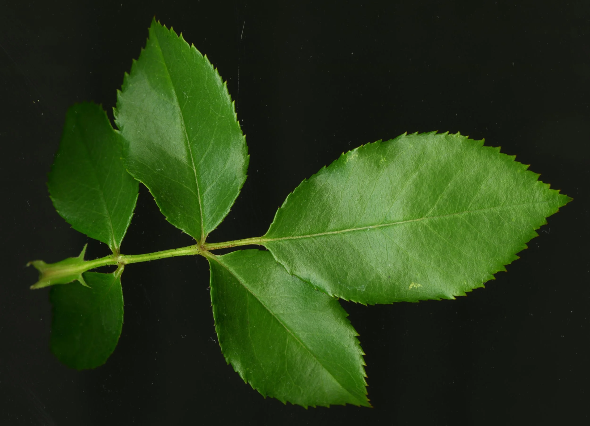 RoseLeaf_1_068.jpg