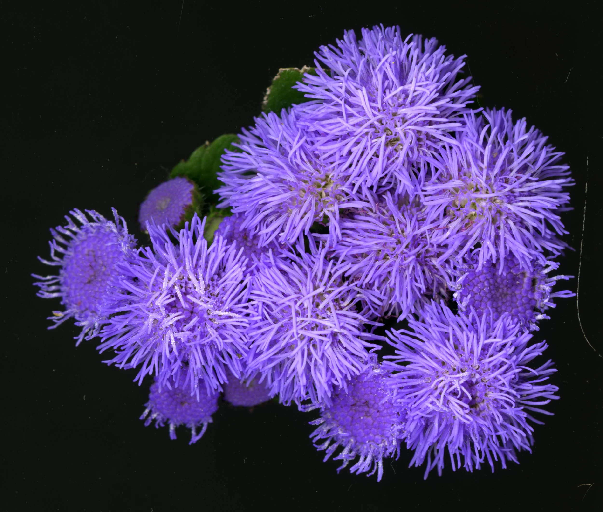 PurpleFuzzys_Bloom_1_691.jpg