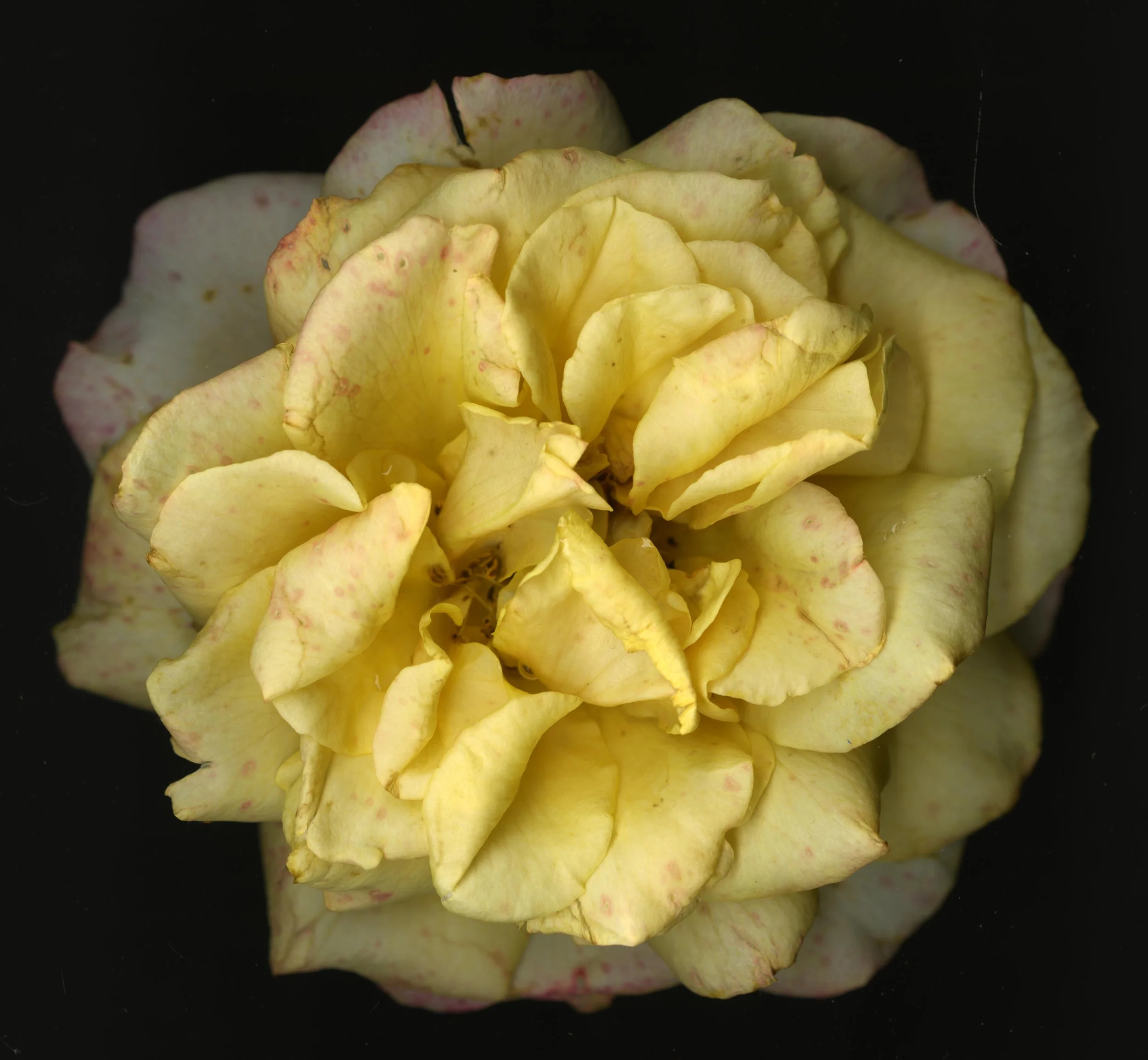 WhiteTanRoseBloomtah_1_399.jpg