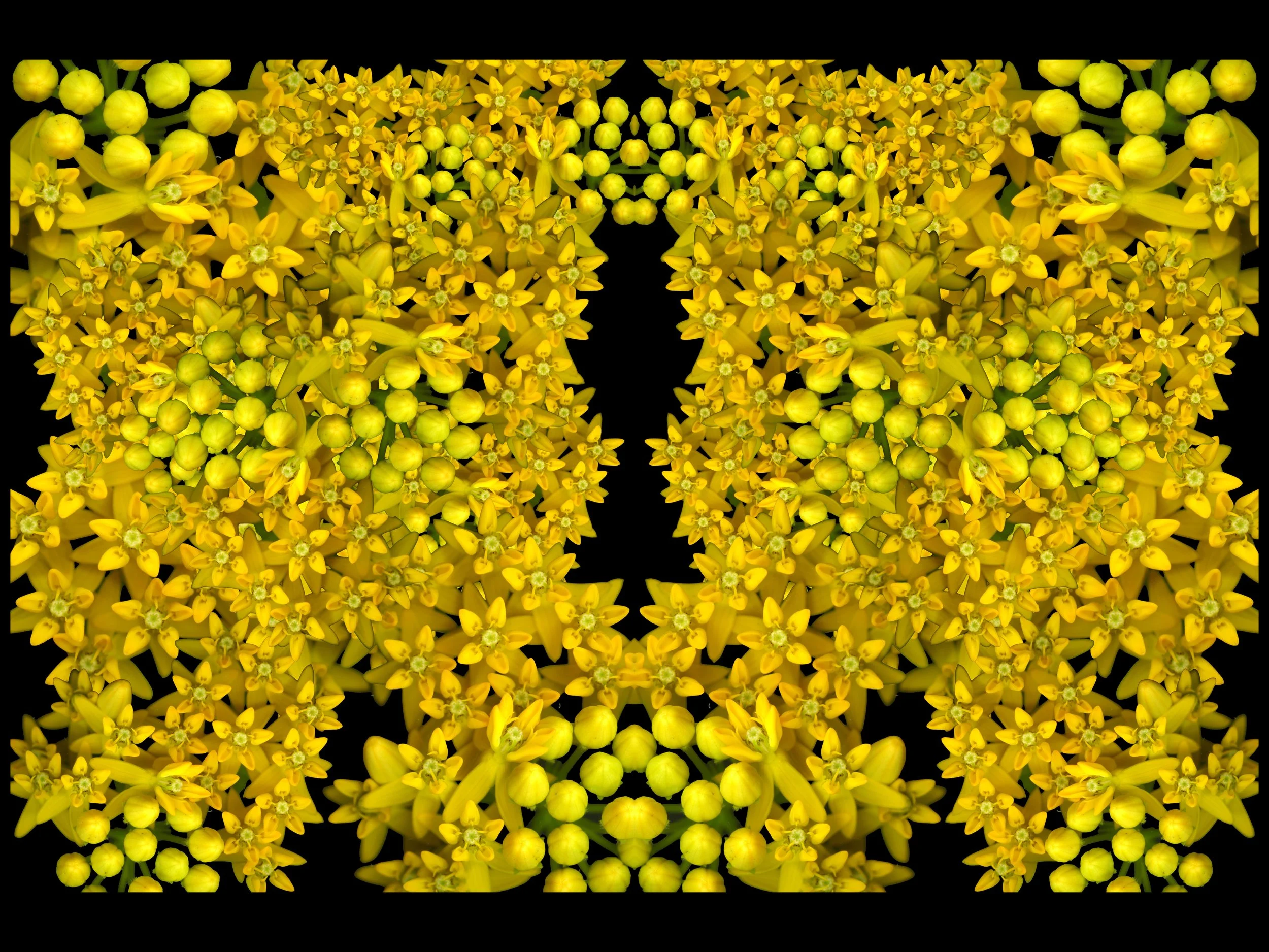 WHiteYellowBloomtah_1_889_Arranged_1_Mirrored_.jpg