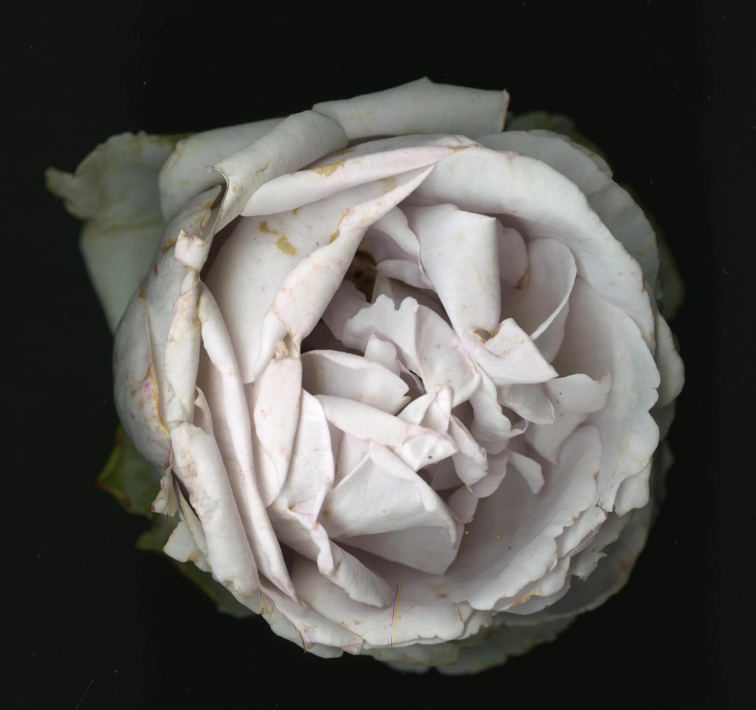 WhiteTanRoseBloomtah_1_360.jpg