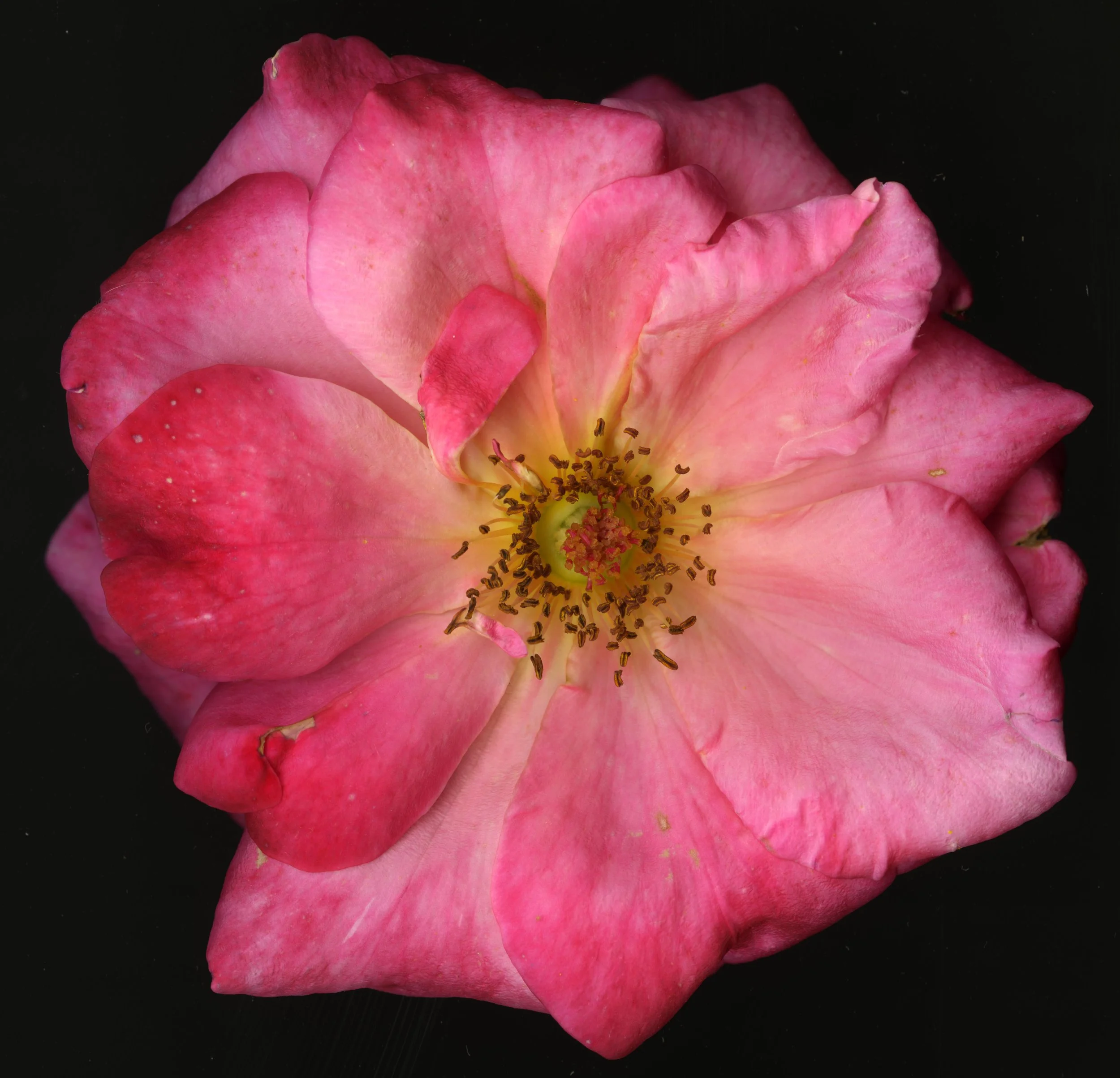 Big PinkBloomRose_1_409.jpg