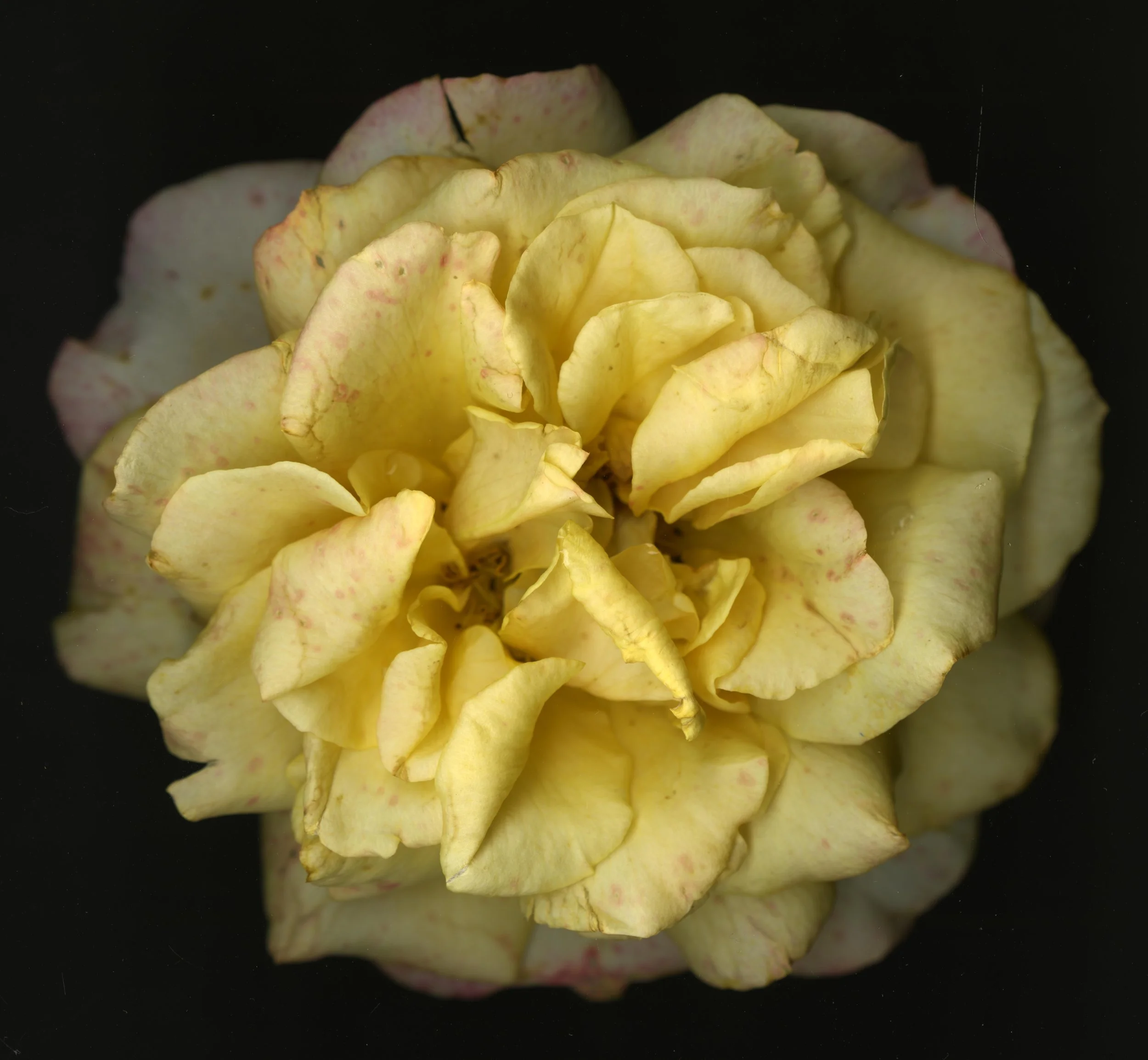 WhiteTanRoseBloomtah_1_393.jpg