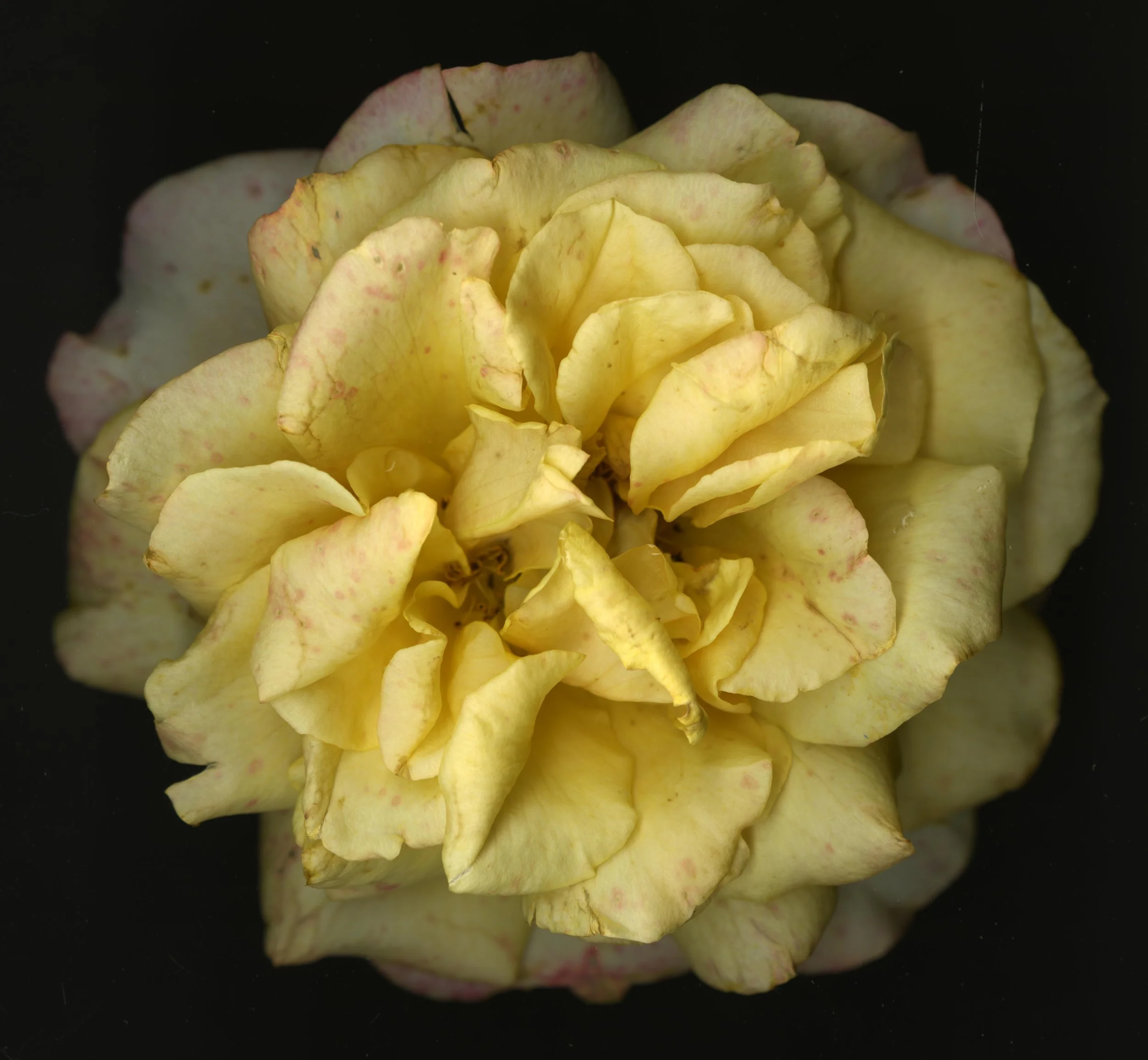 WhiteTanRoseBloomtah_1_390.jpg