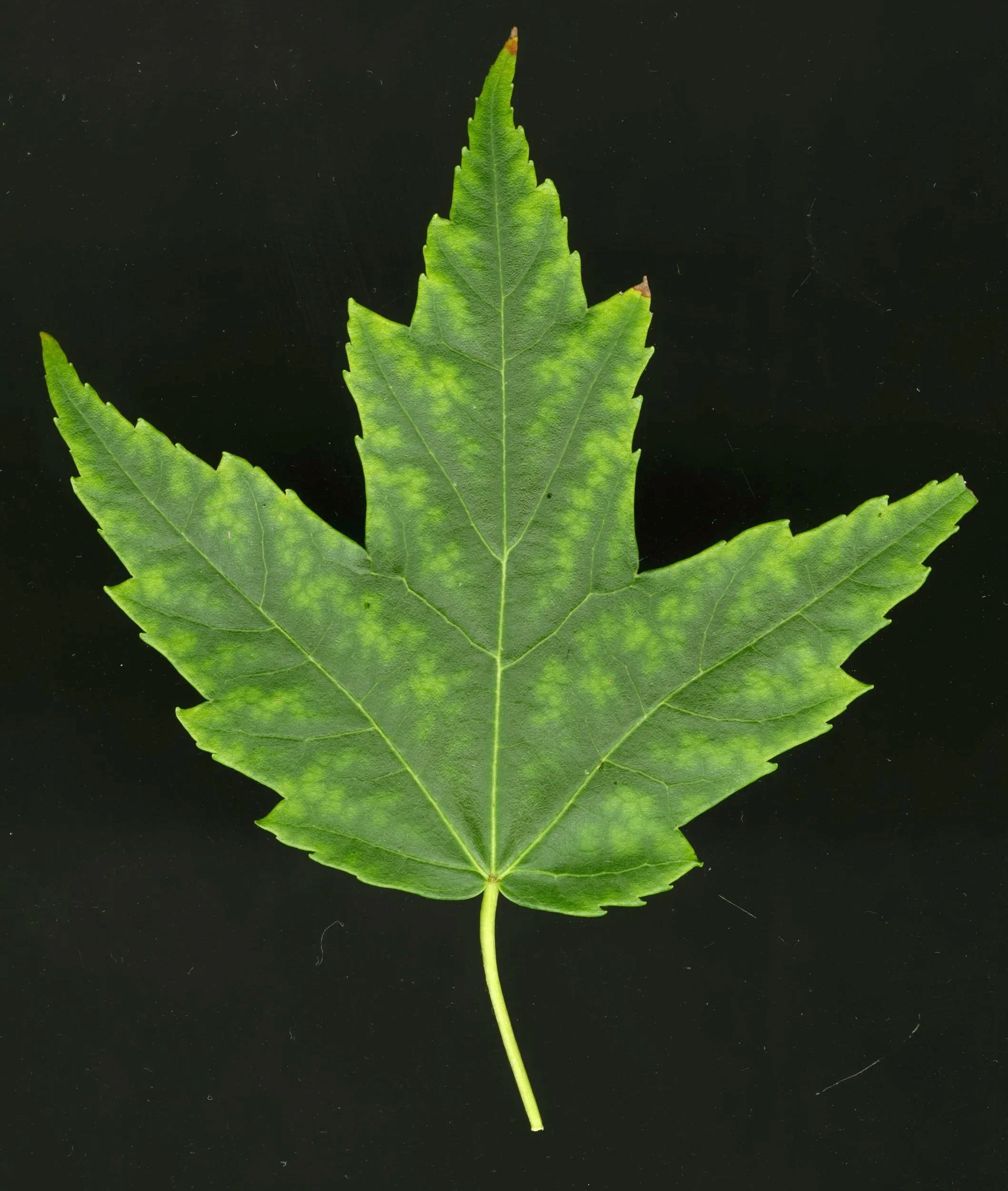 Reallycoolleaf_2_554.jpg