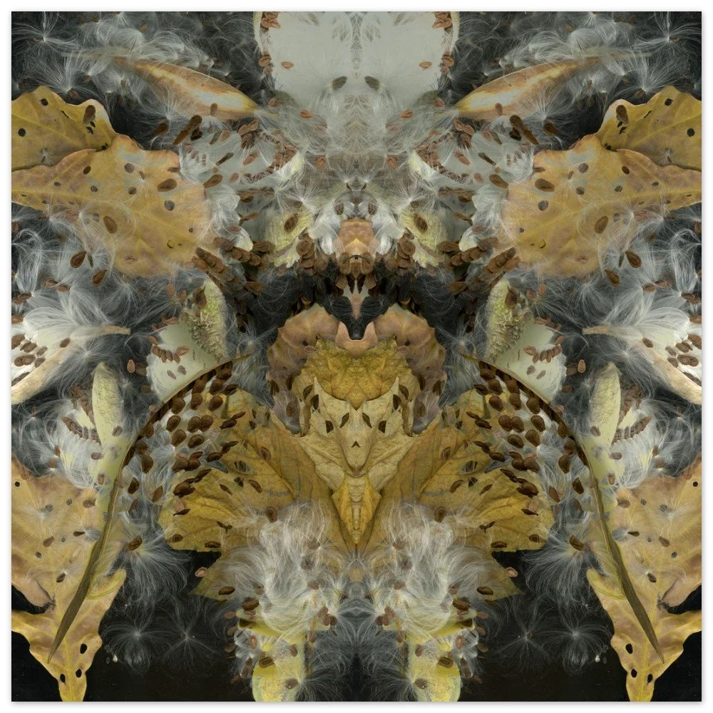 Milkweed Warrior 10x10