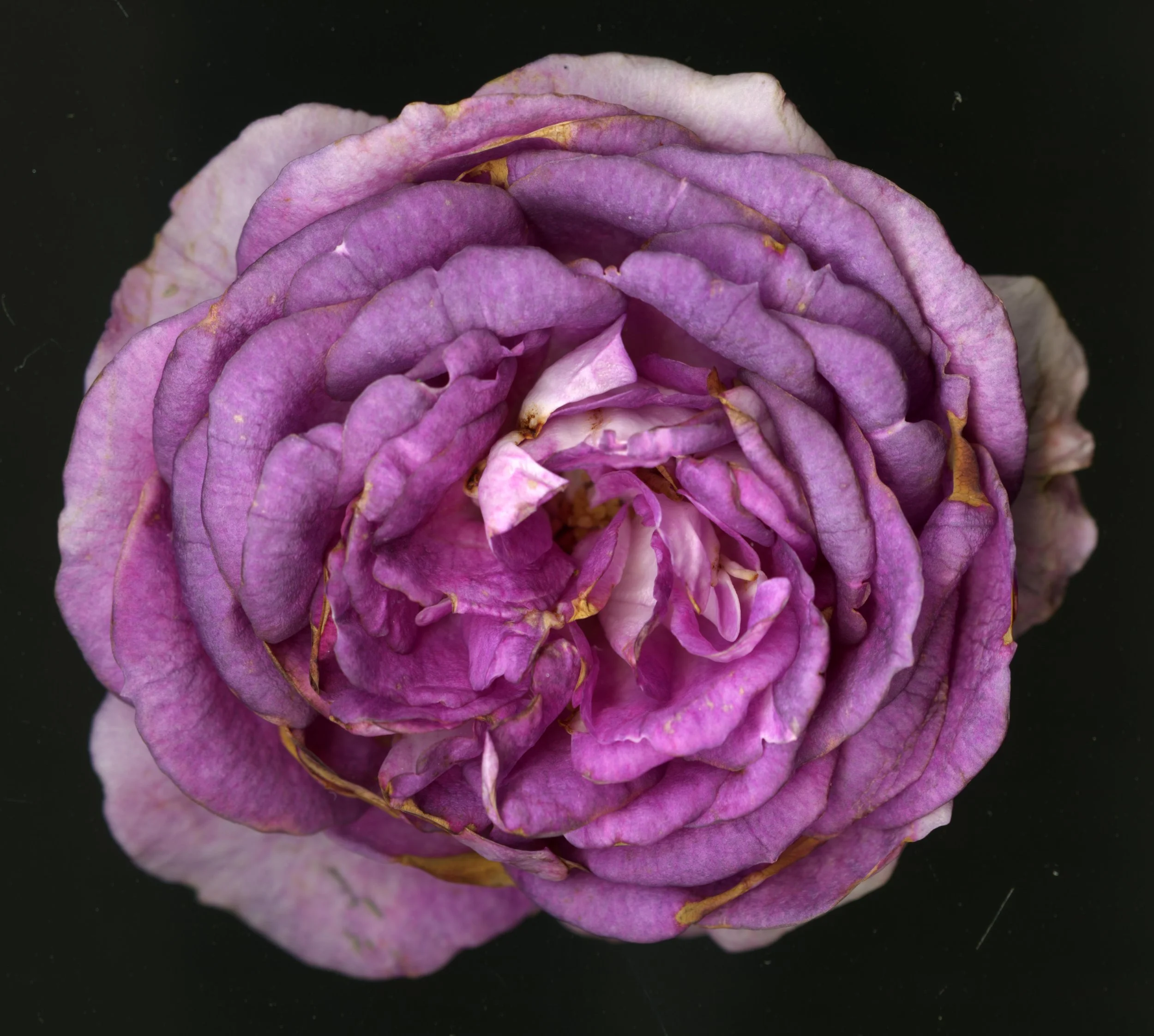 WhiteTanRoseBloomtah_1_405.jpg