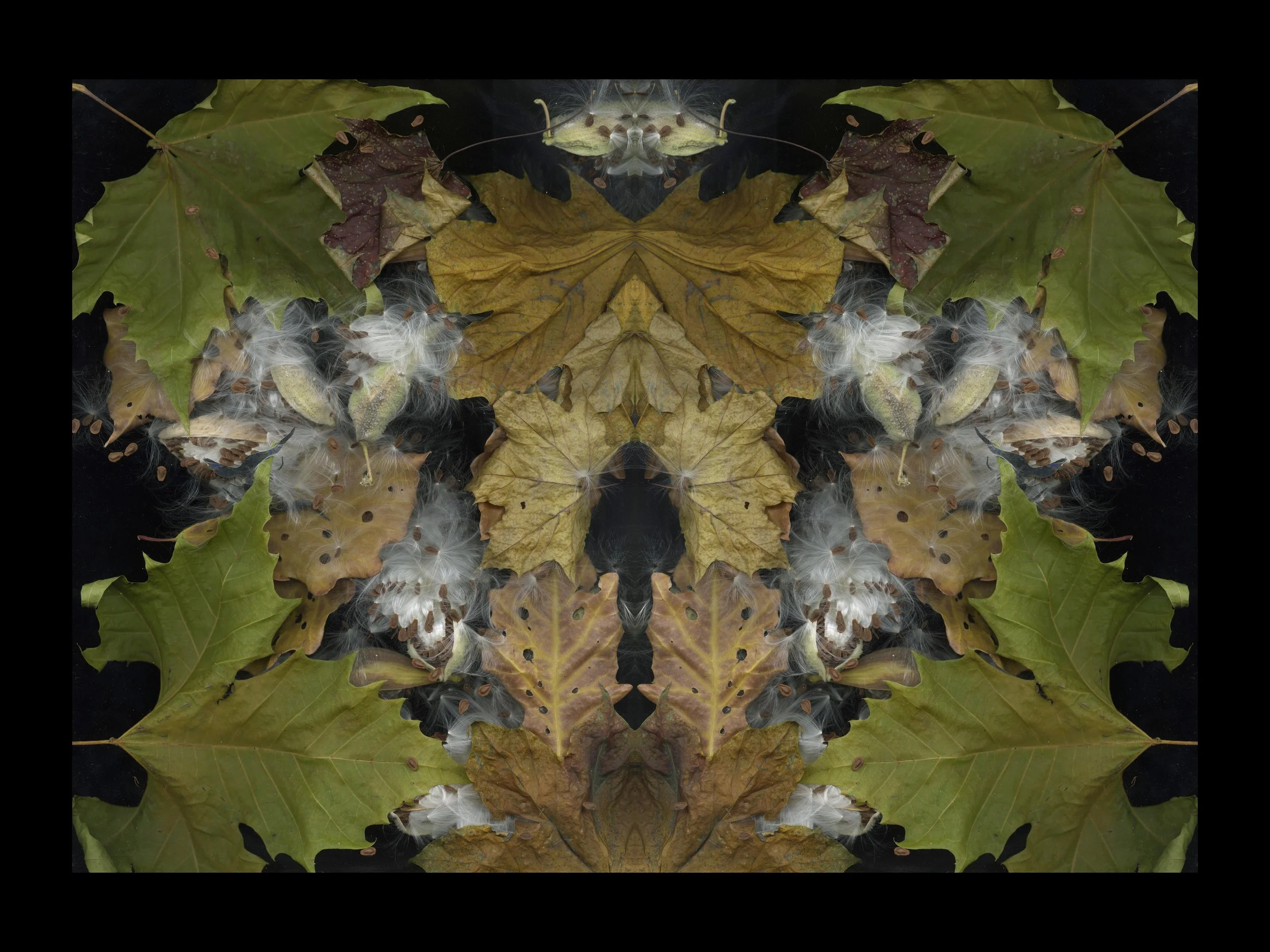 In The SeaOf WeedsChapters_1_.jpg