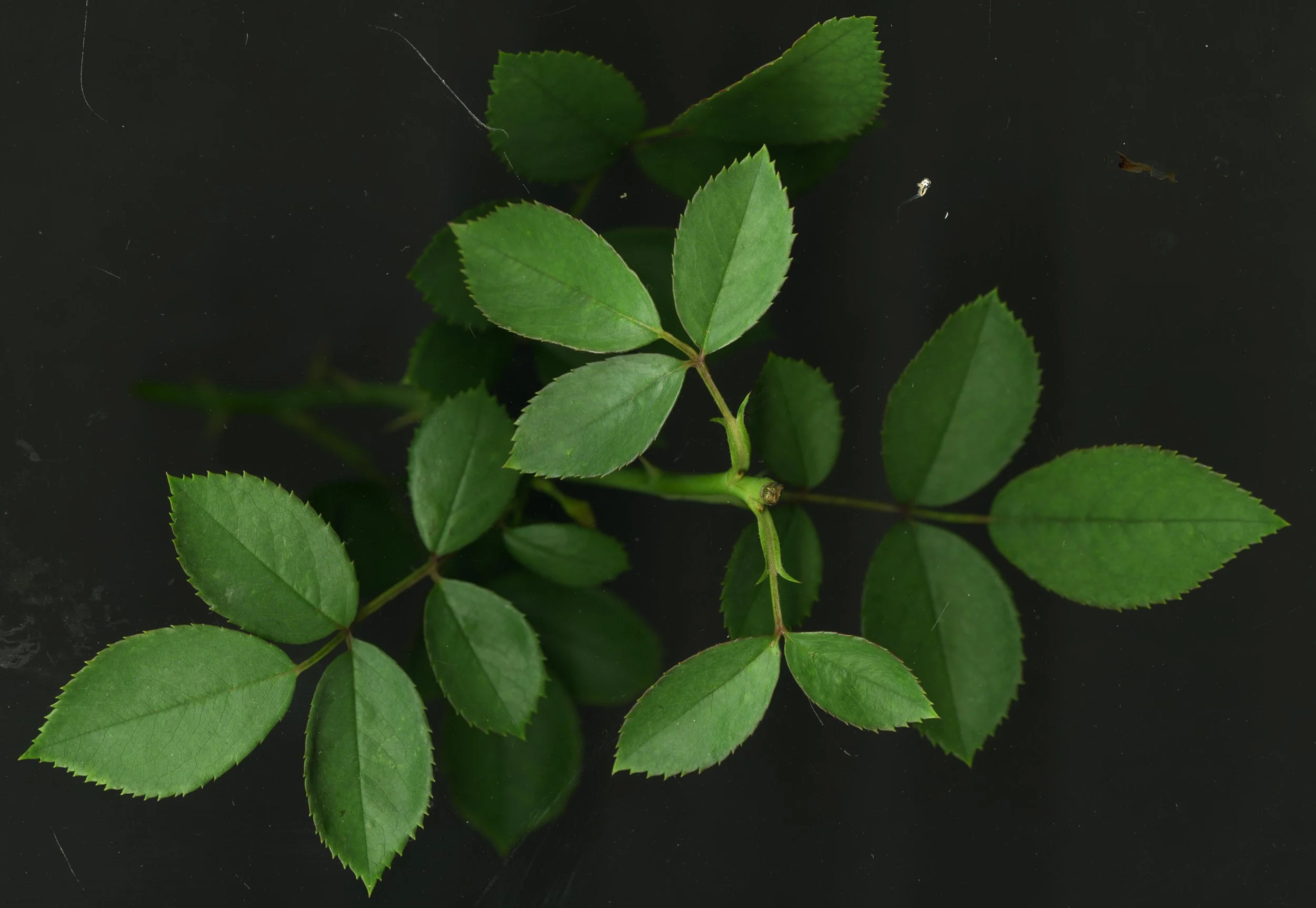 RodeLeaves_1_504.jpg