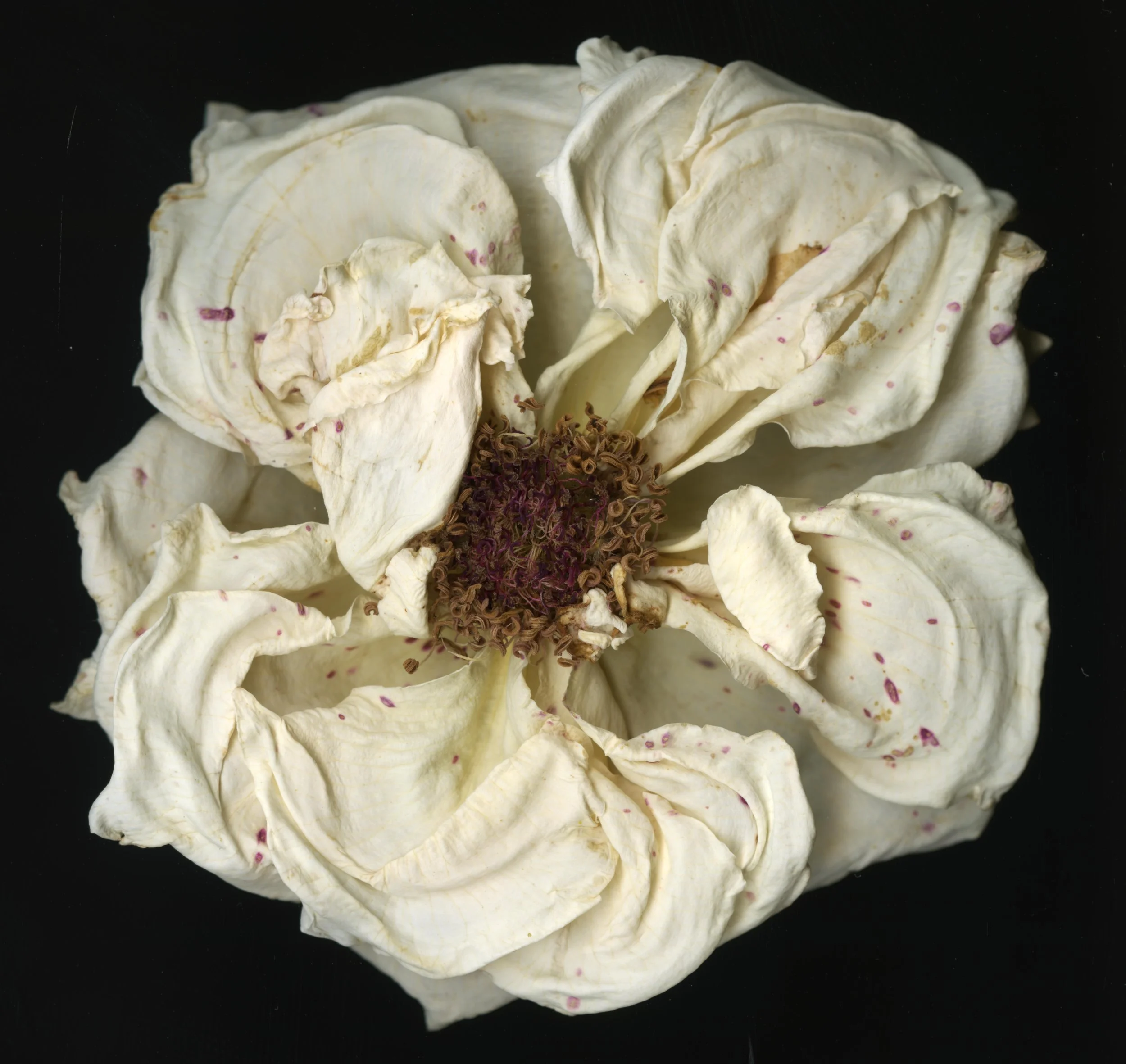 DriedBloom_Whiterose_D1_963.jpg