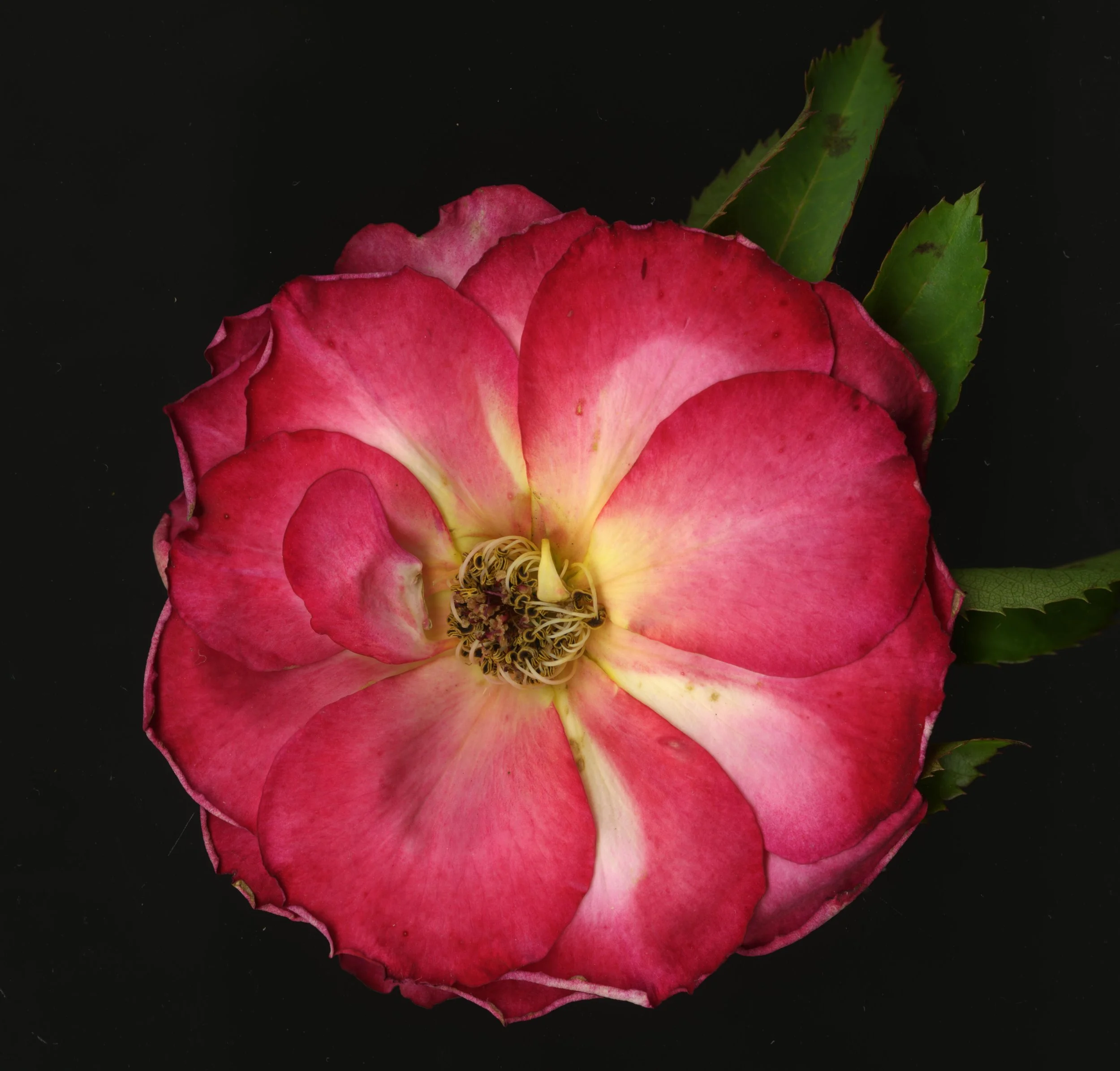 PinkRoseBloomtah_1_308.jpg