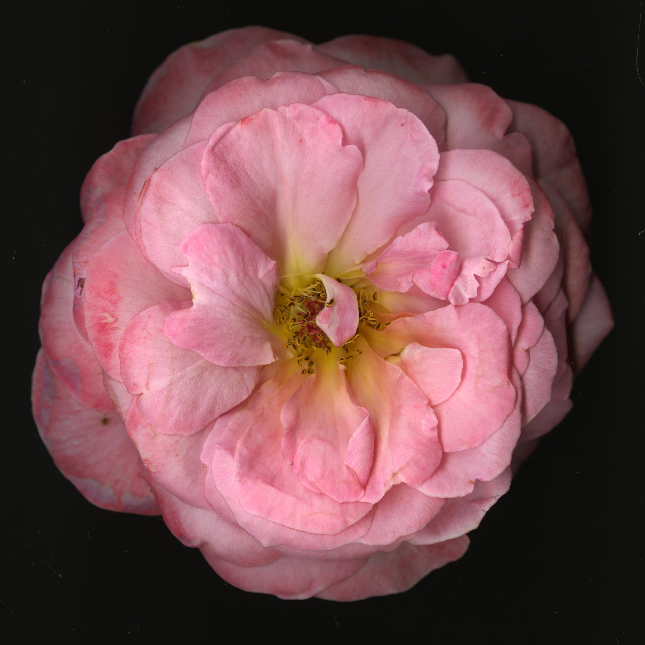 PinkaRosebloomtah_1_260.jpg