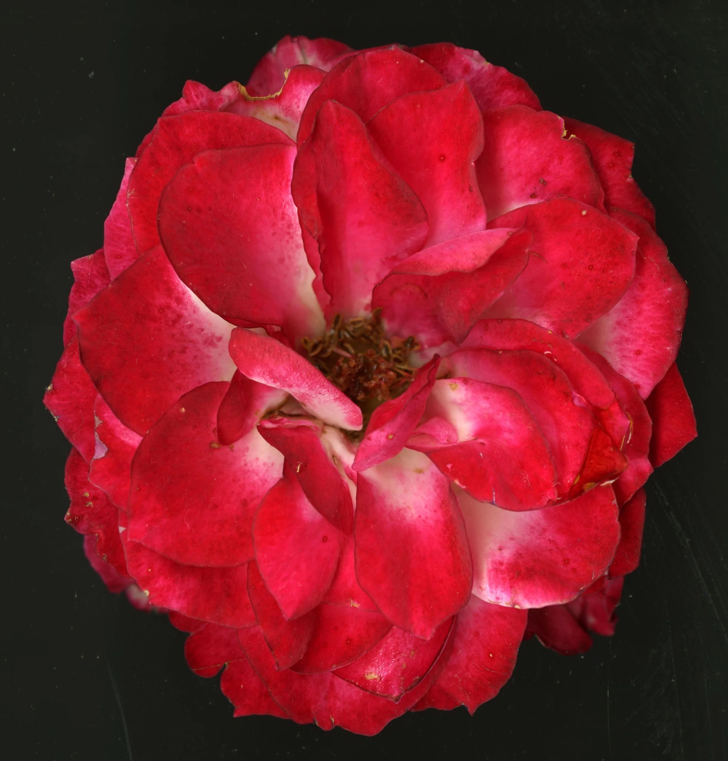 RedBloom_1_835.jpg