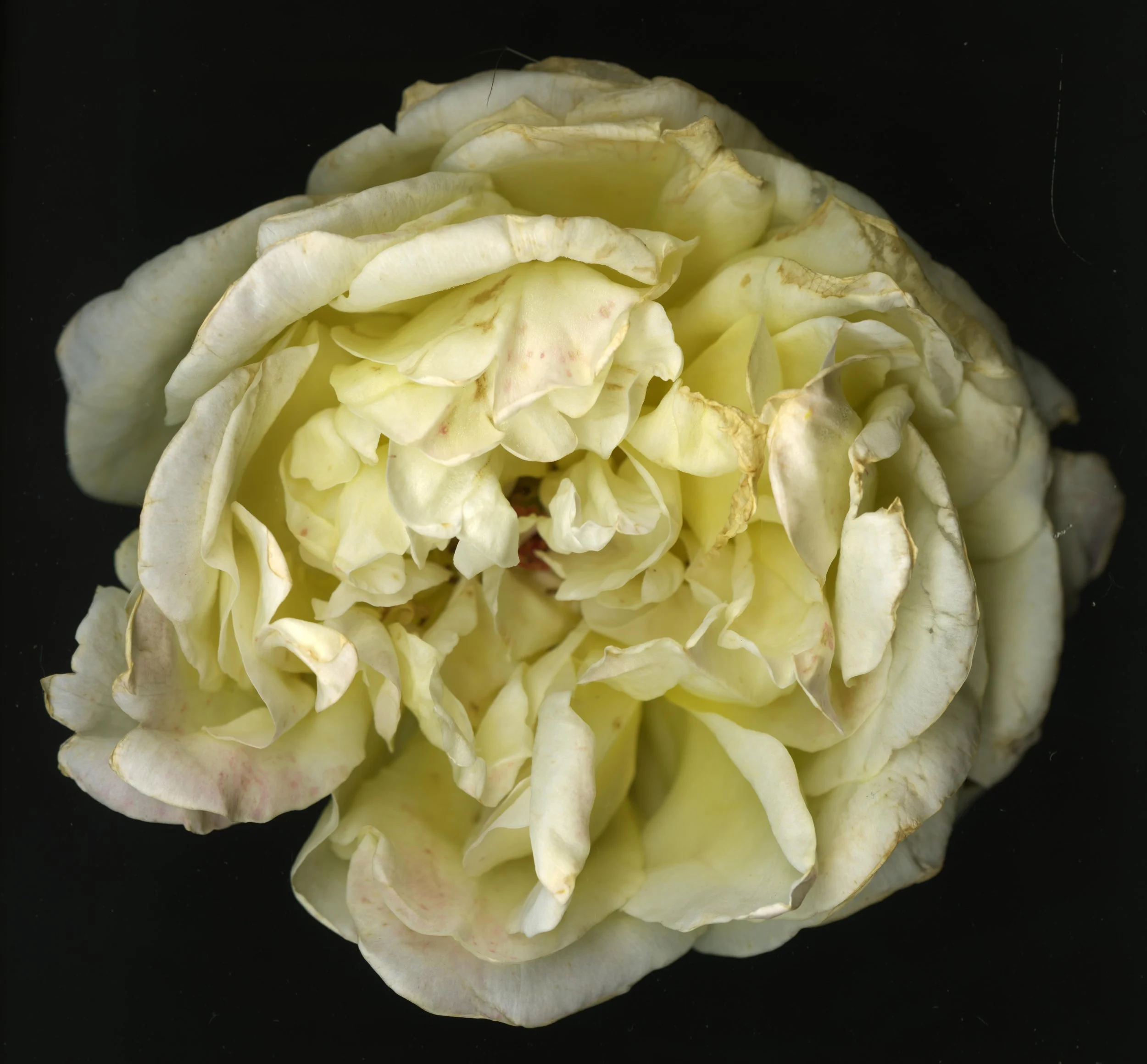 WhiteTanRoseBloomtah_1_355.jpg