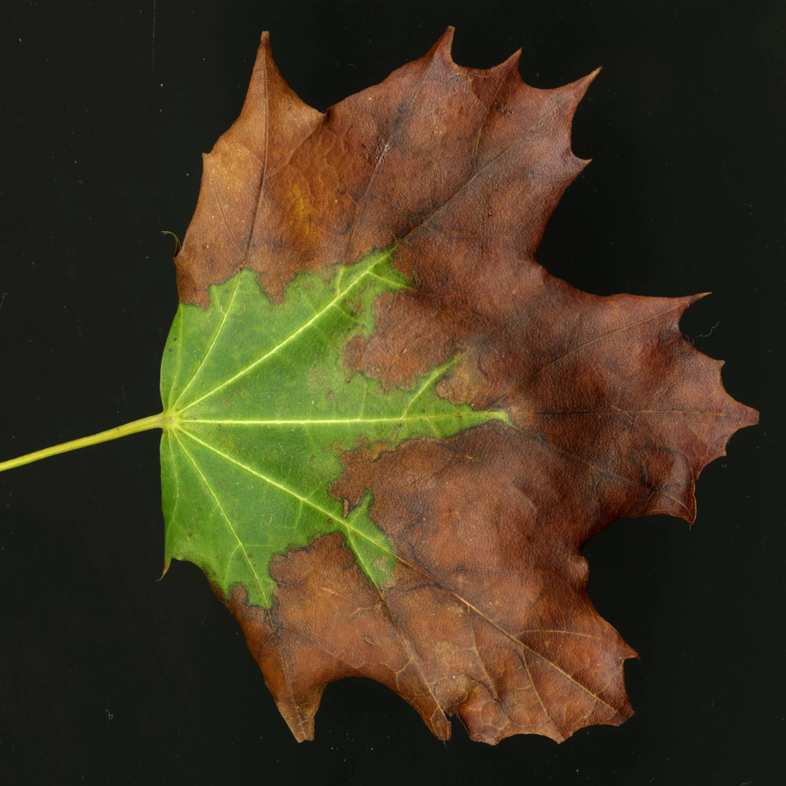LeafLife_1_057.jpg
