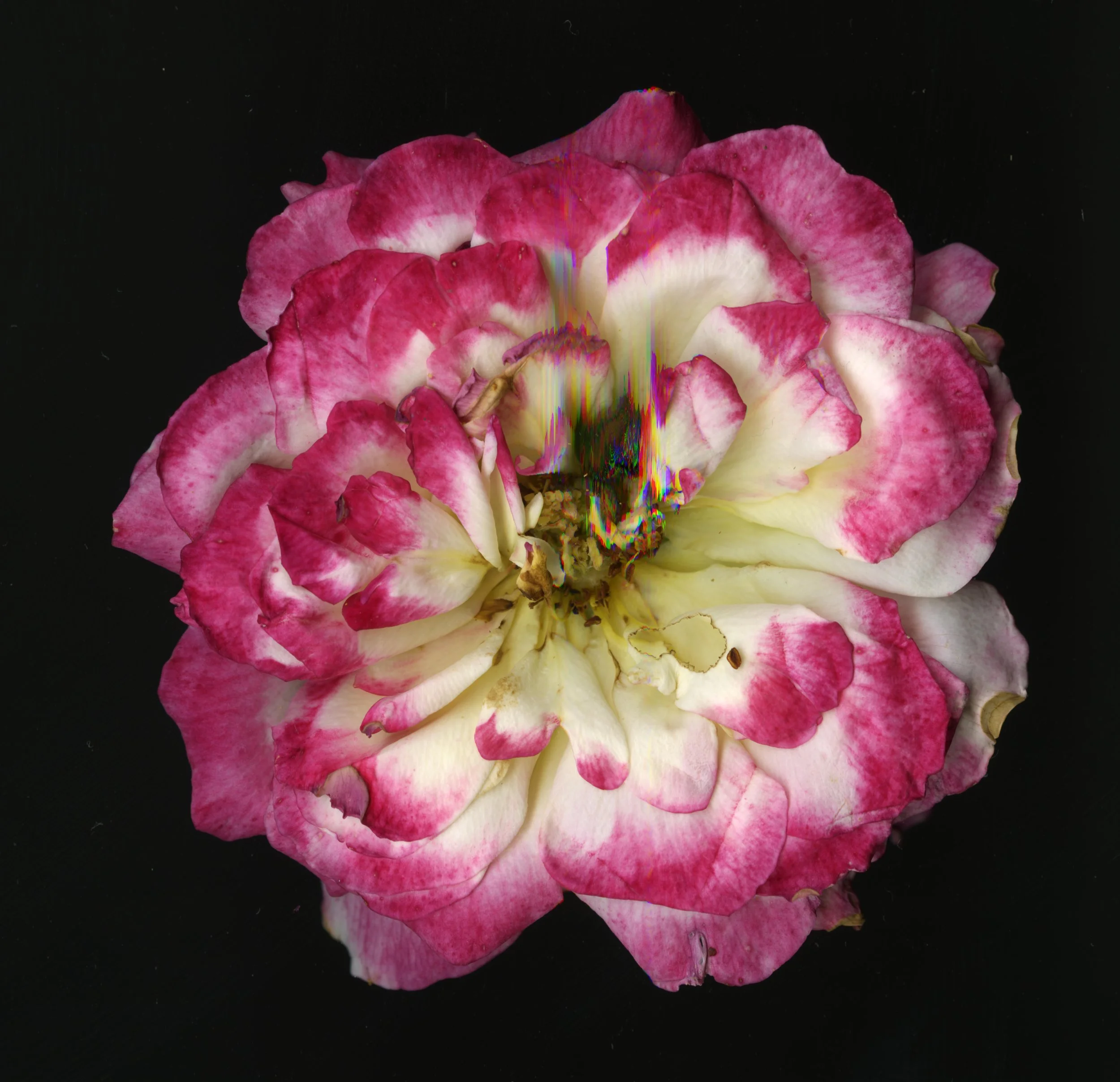 PinkBigBloomera_1_643.jpg