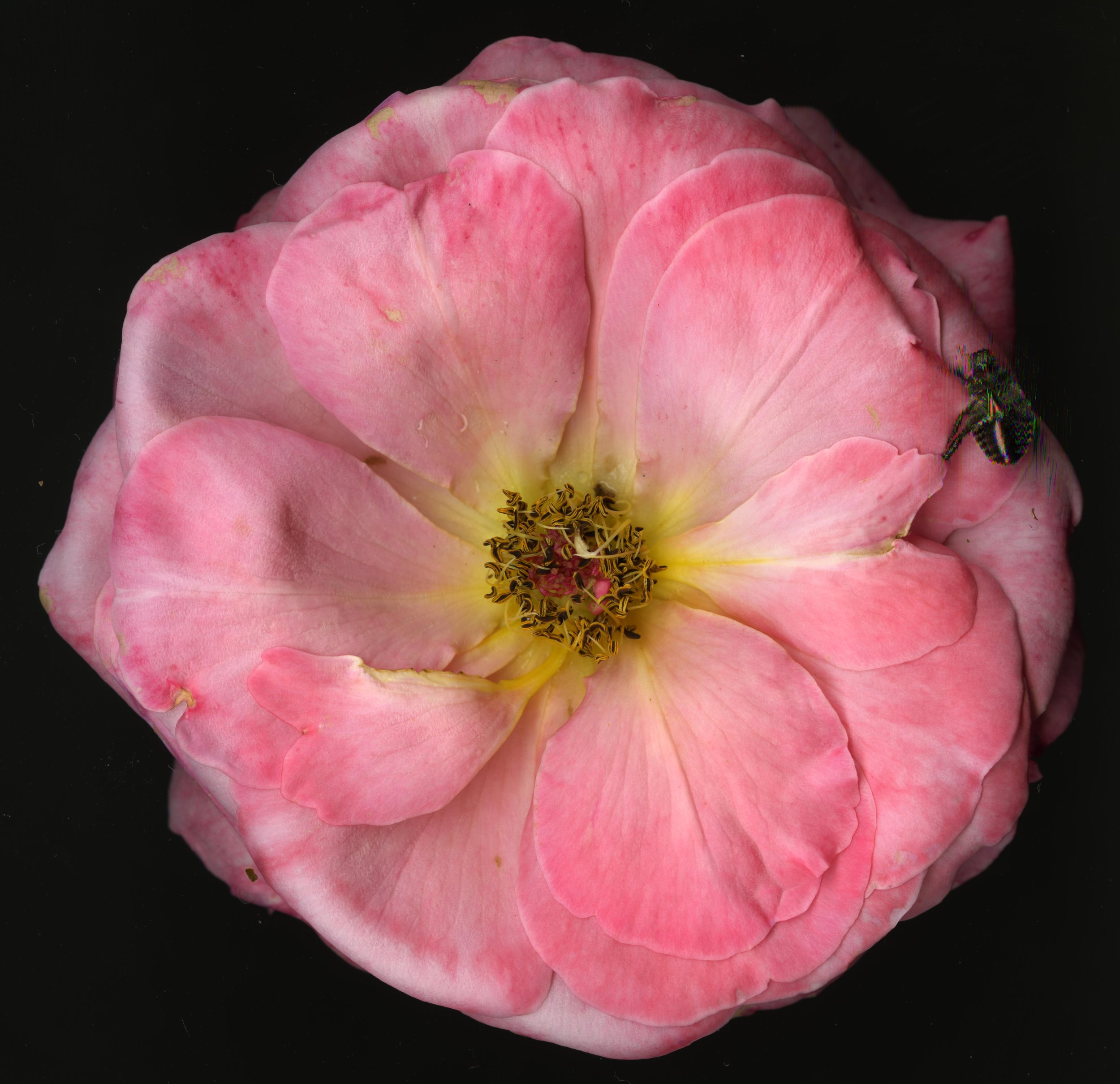 BigPinkBloomera_1_402.jpg