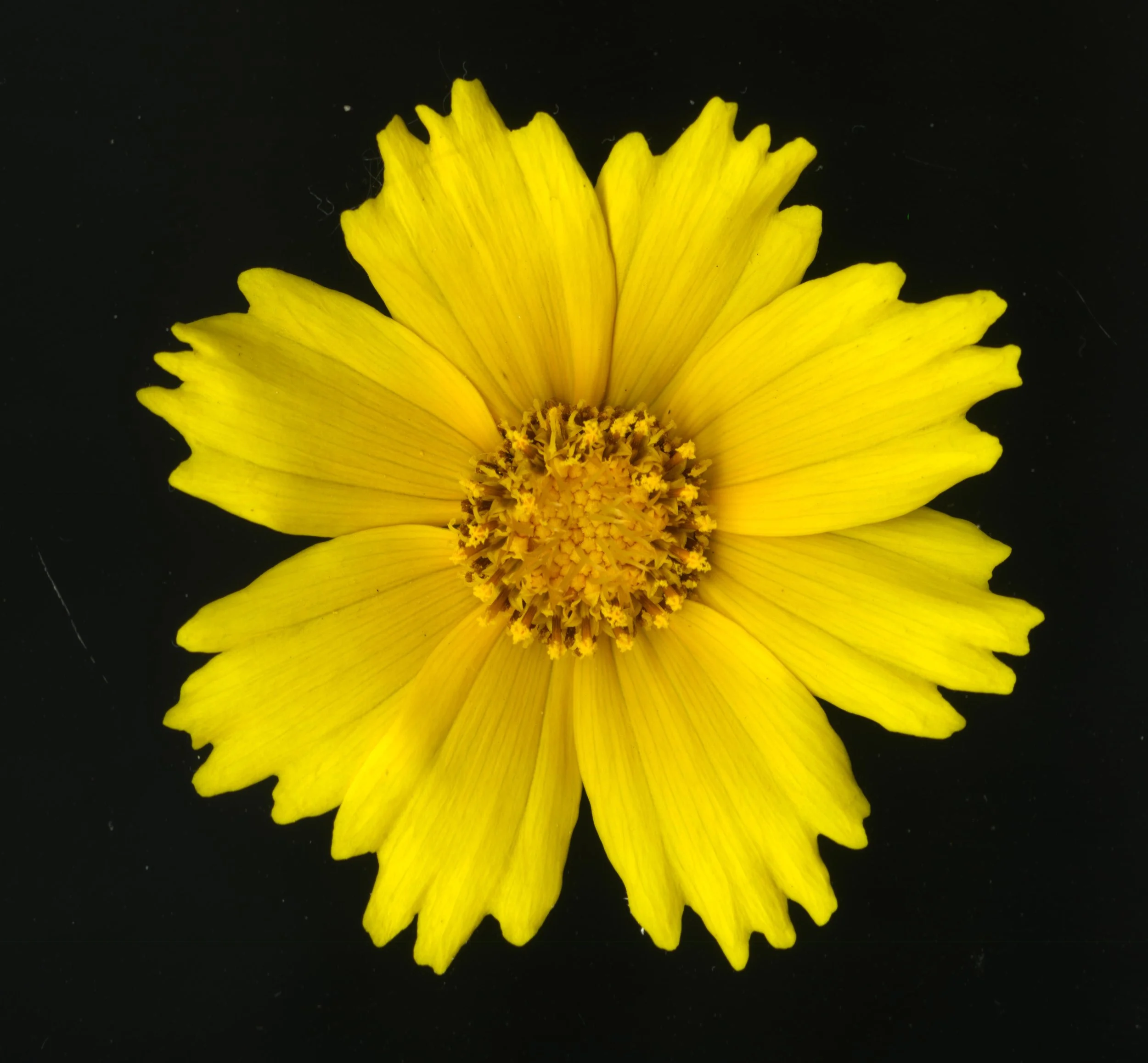 YellowFlower_1_441.jpg