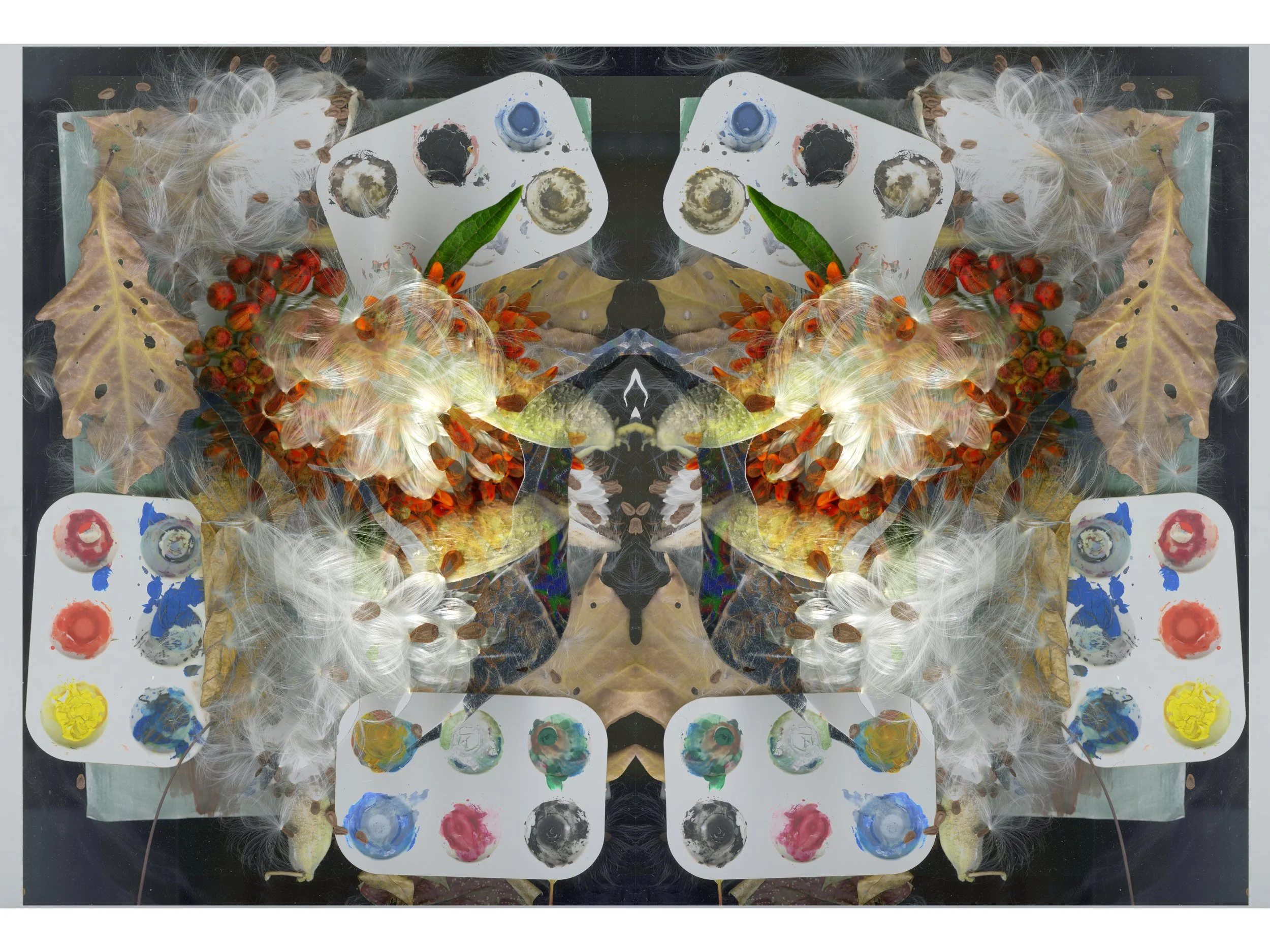 Milkweed SPread_3_350_Mirrored_1_.jpg
