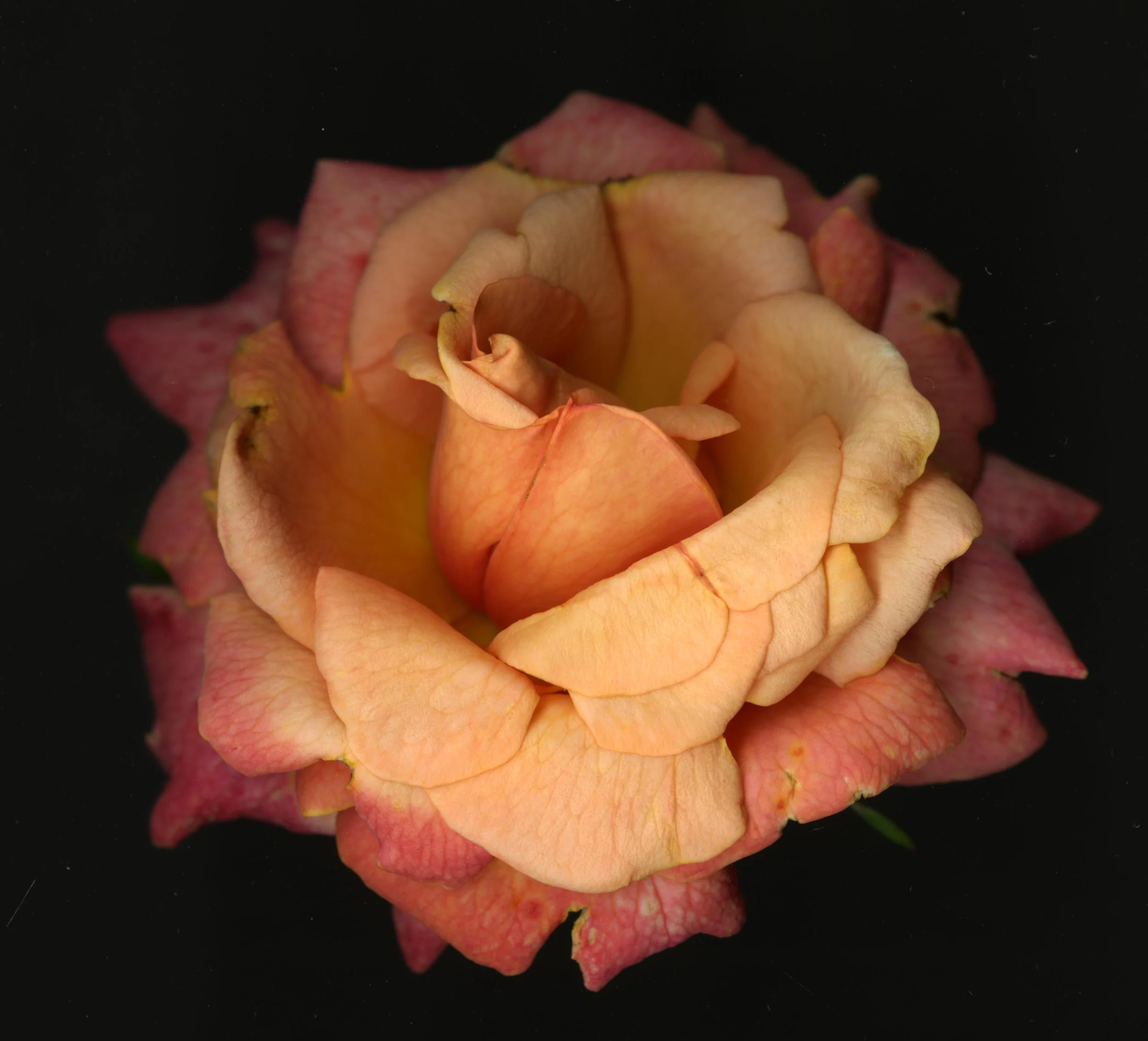 BloomeraMango_rose_1_176.jpg