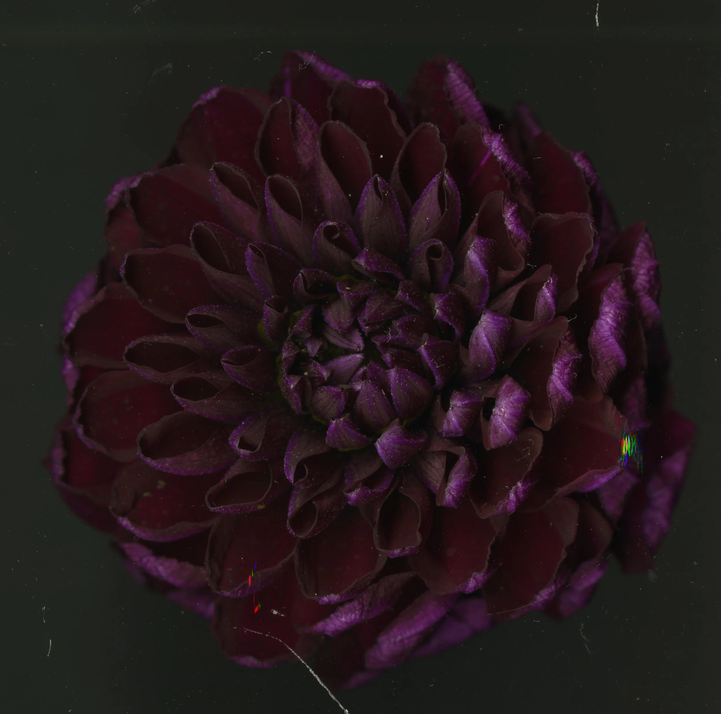 Bug On LeAF_1_924.jpg