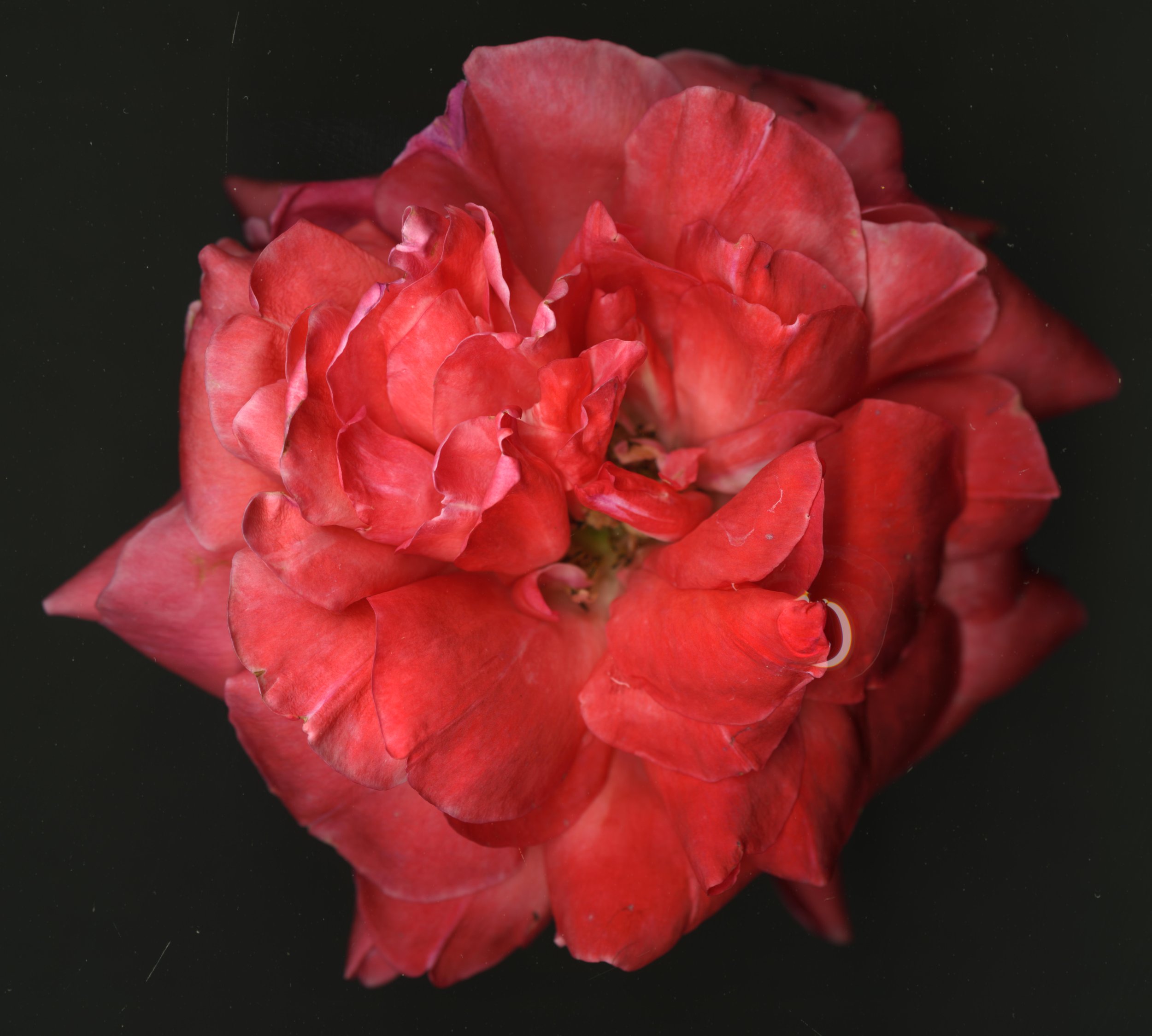 PinkredBloomRose_1_105.jpg