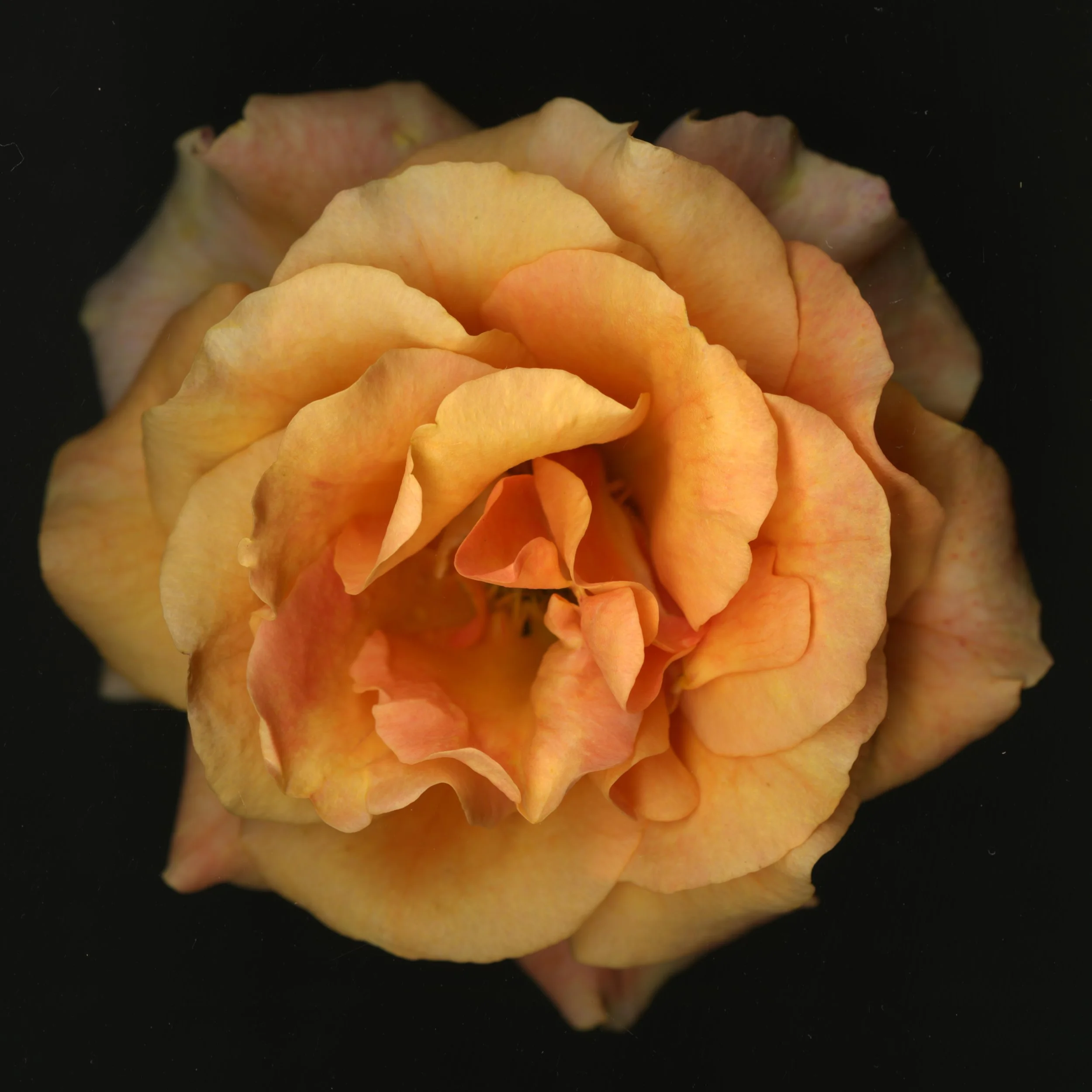 OrangeBloomera_1_365.jpg