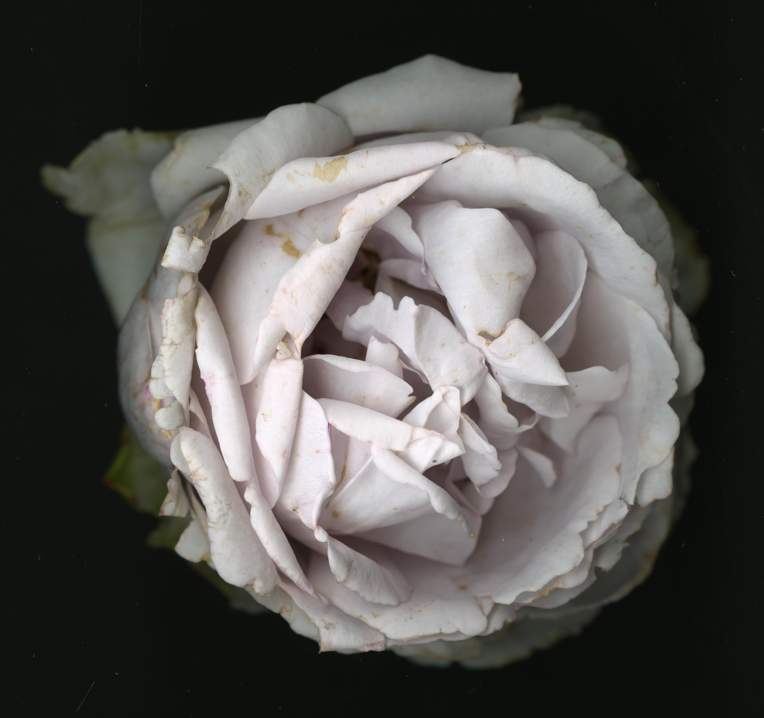 WhiteTanRoseBloomtah_1_353.jpg