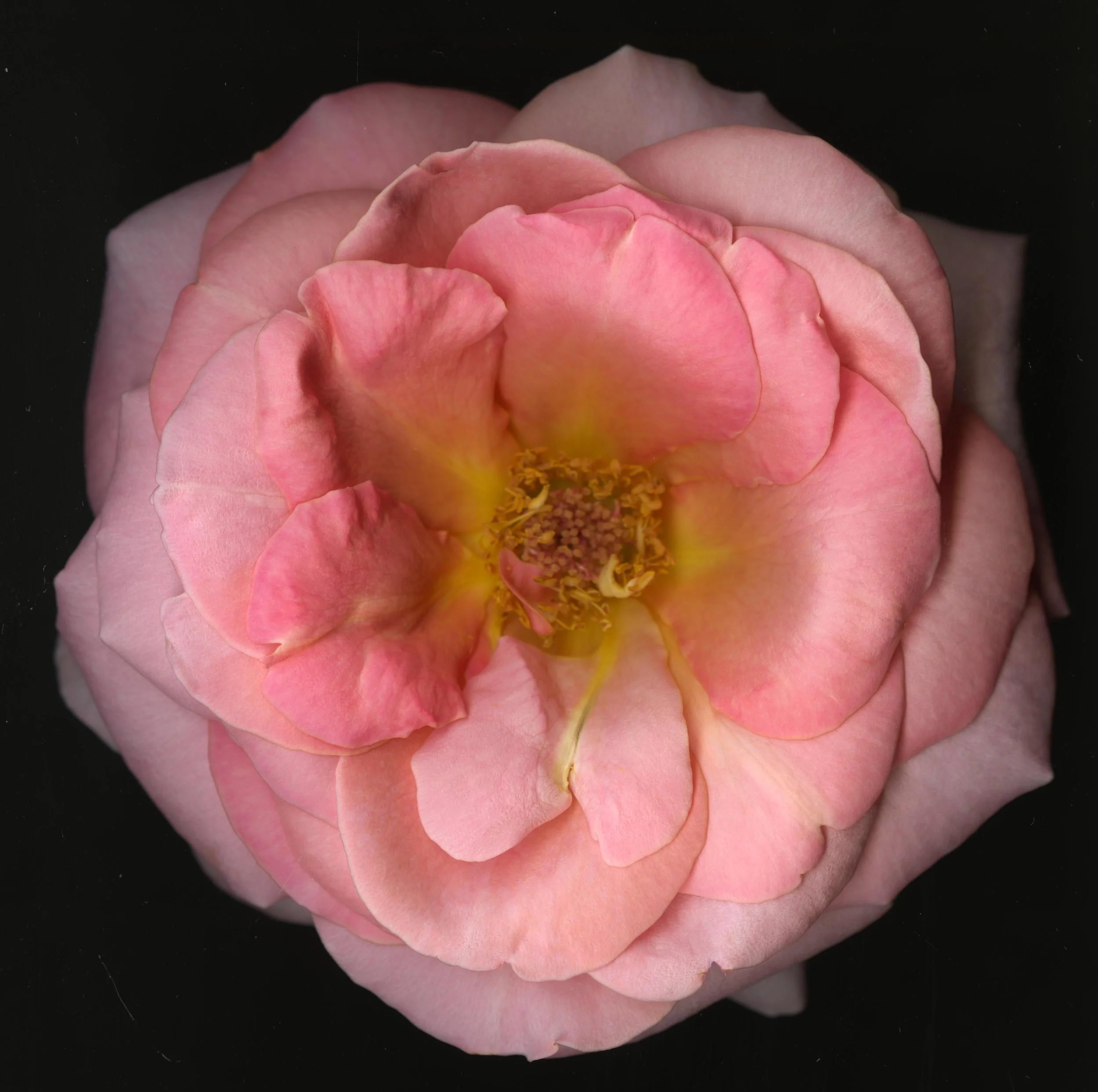 BigInkRose_1_755.jpg