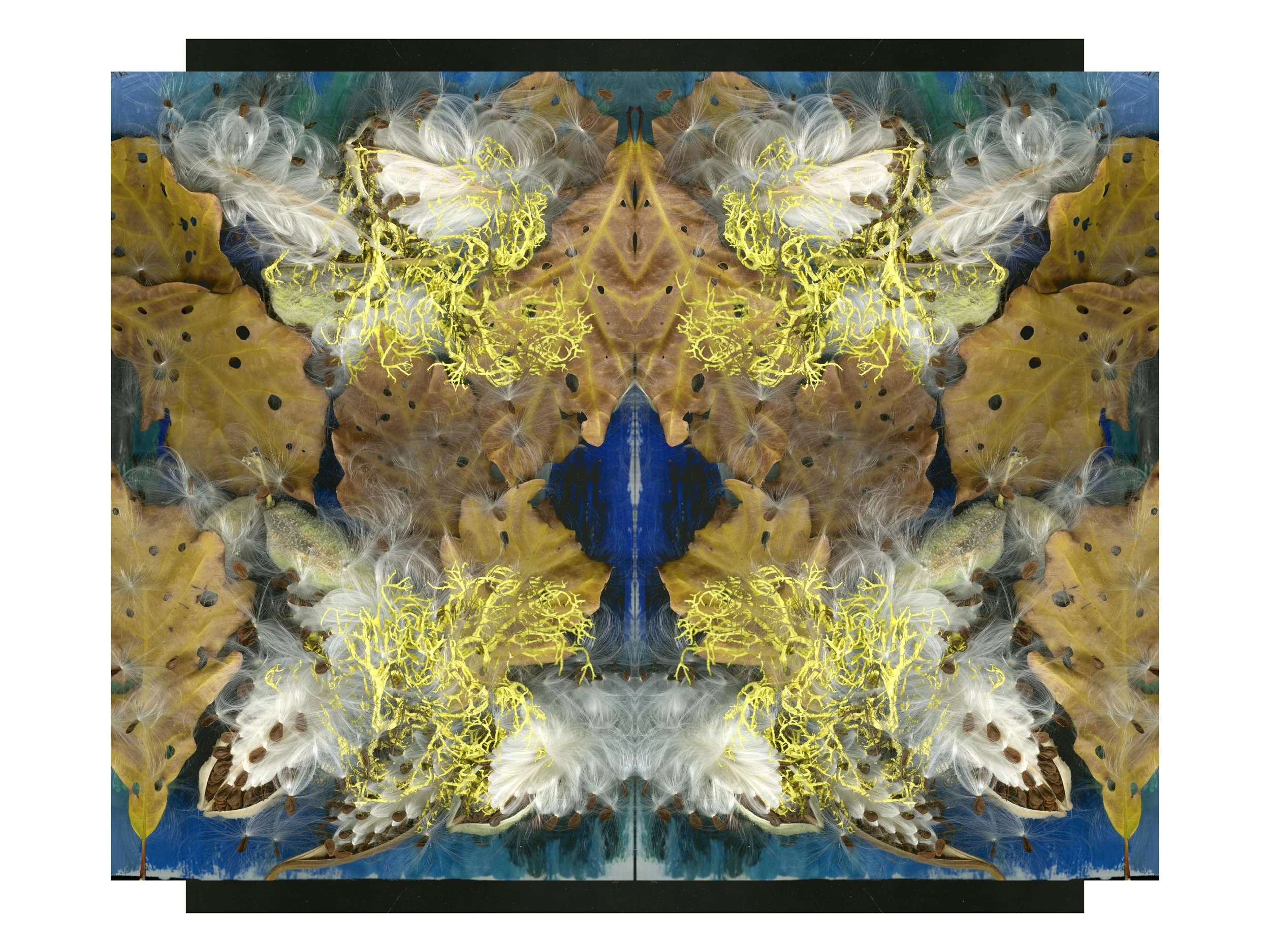 Milkweed SPread_2_300_Mirrored_Versin3_1_.jpg