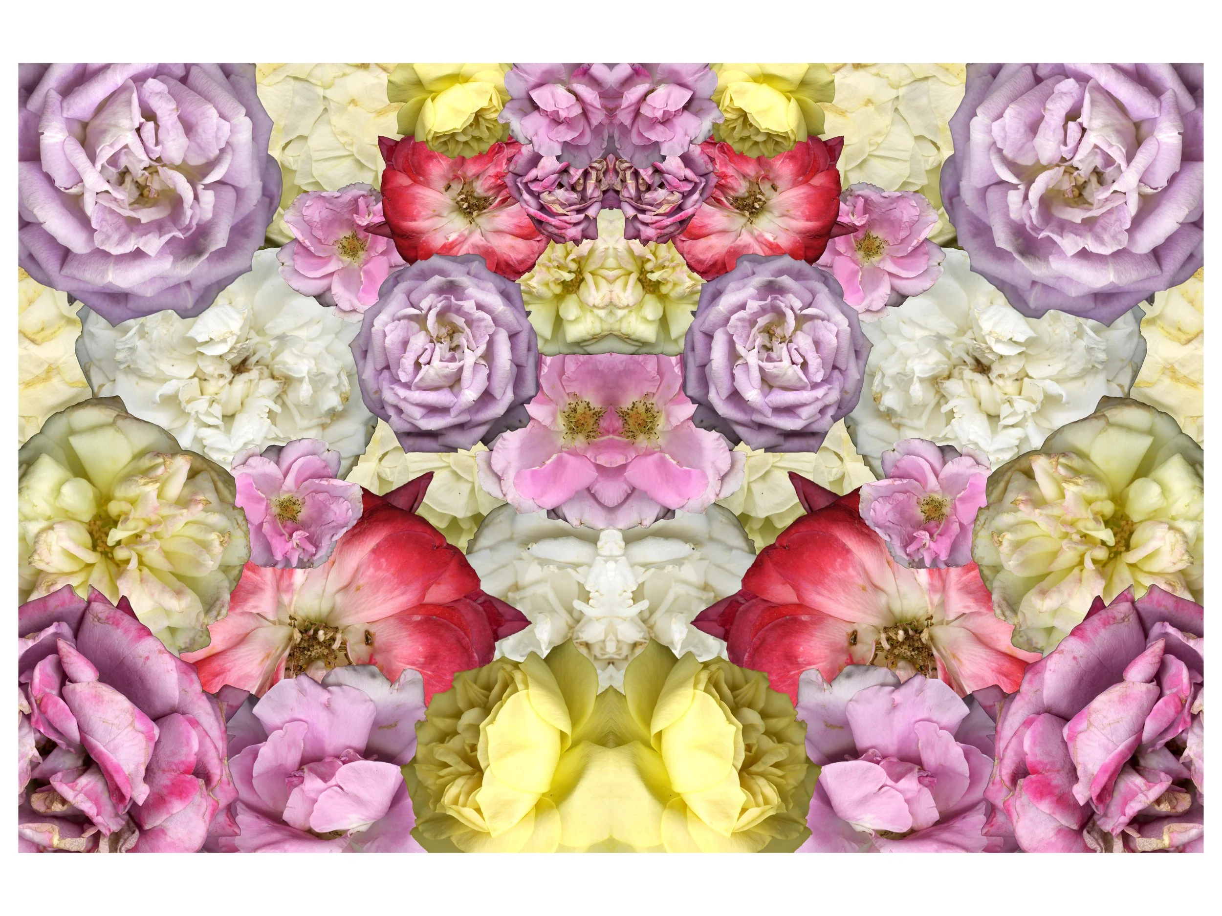 RoseBloomera_Collage_7_Mirrored_.jpg