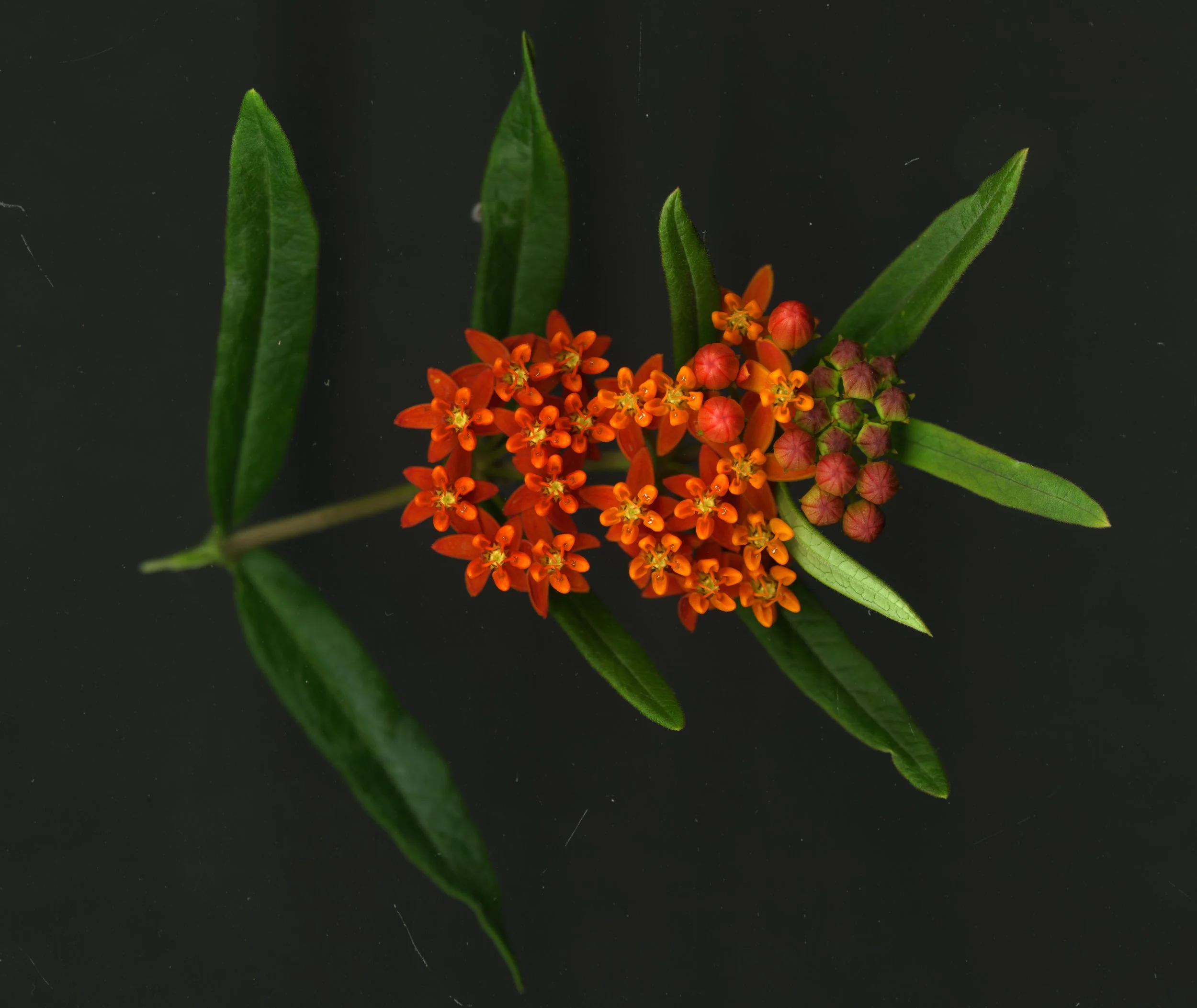 MilkWeed_1_672.jpg