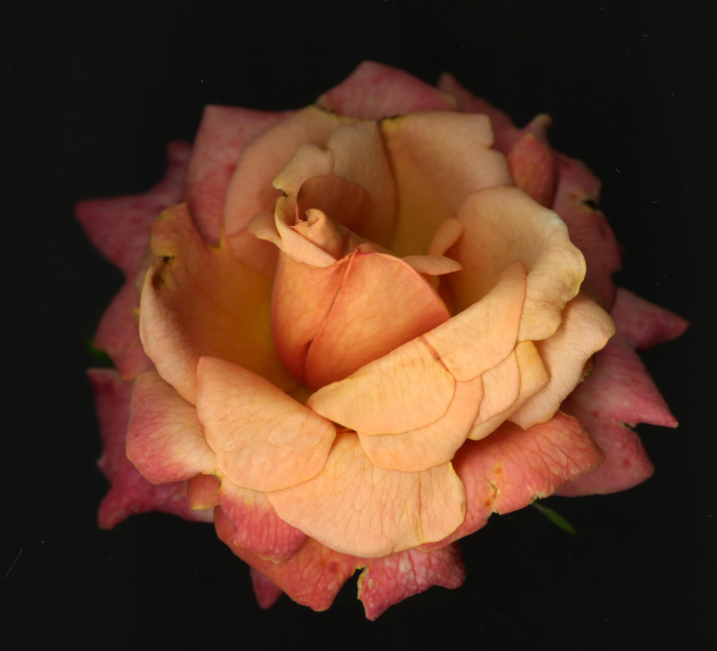 BloomeraMango_rose_1_177.jpg