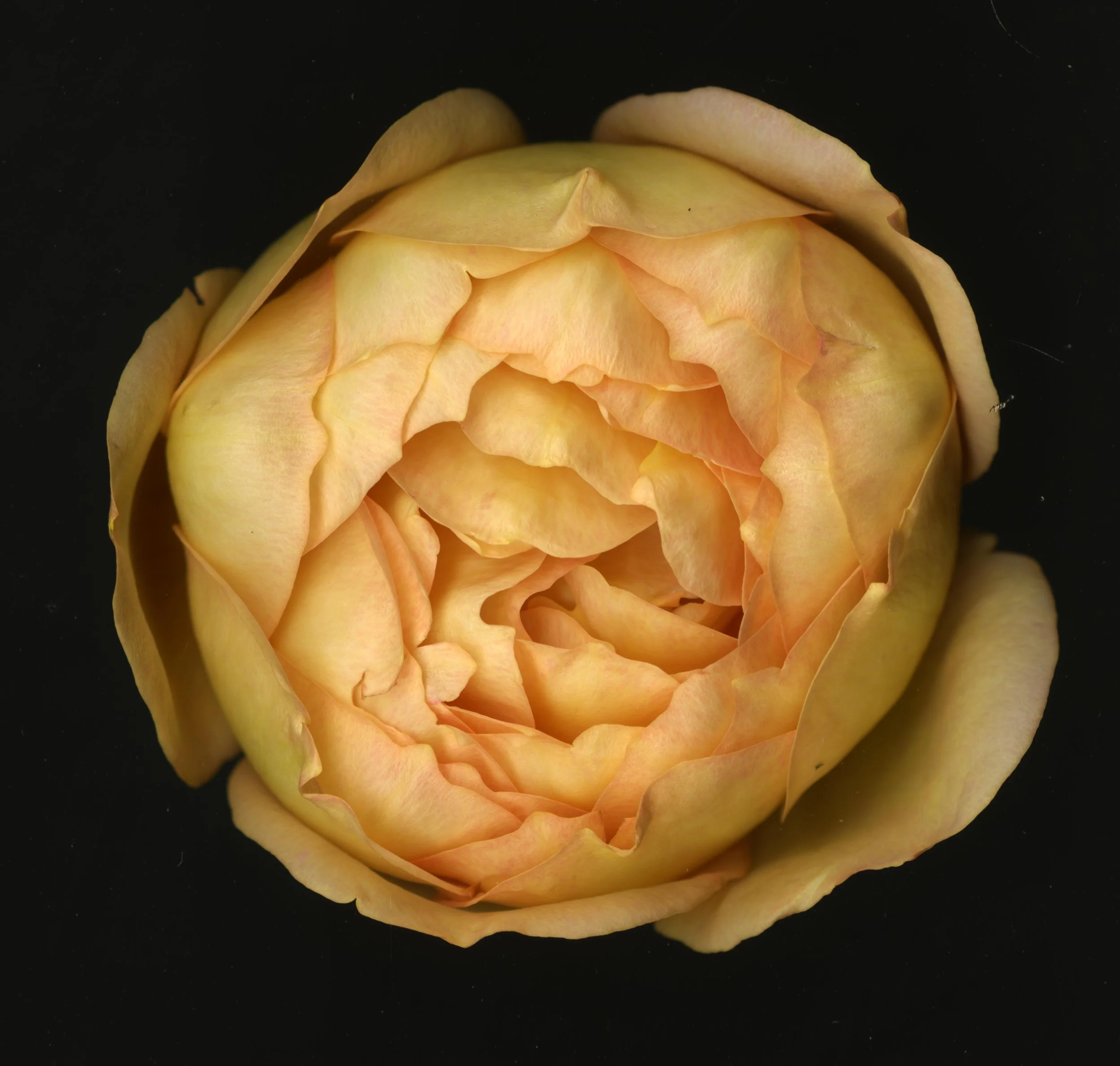 WhiteTanRoseBloomtah_1_366.jpg