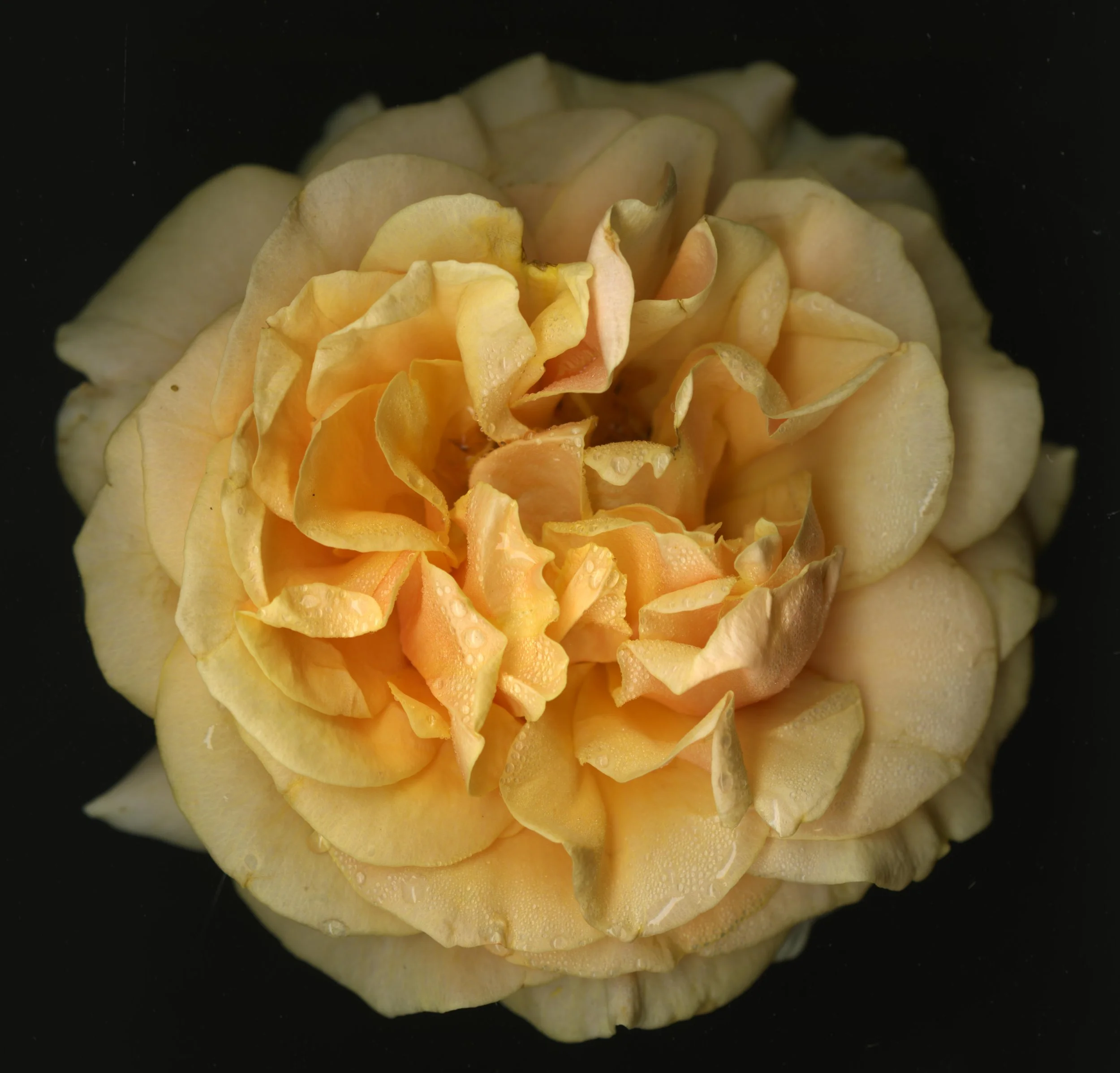 OrangeBloomRose_1_077.jpg