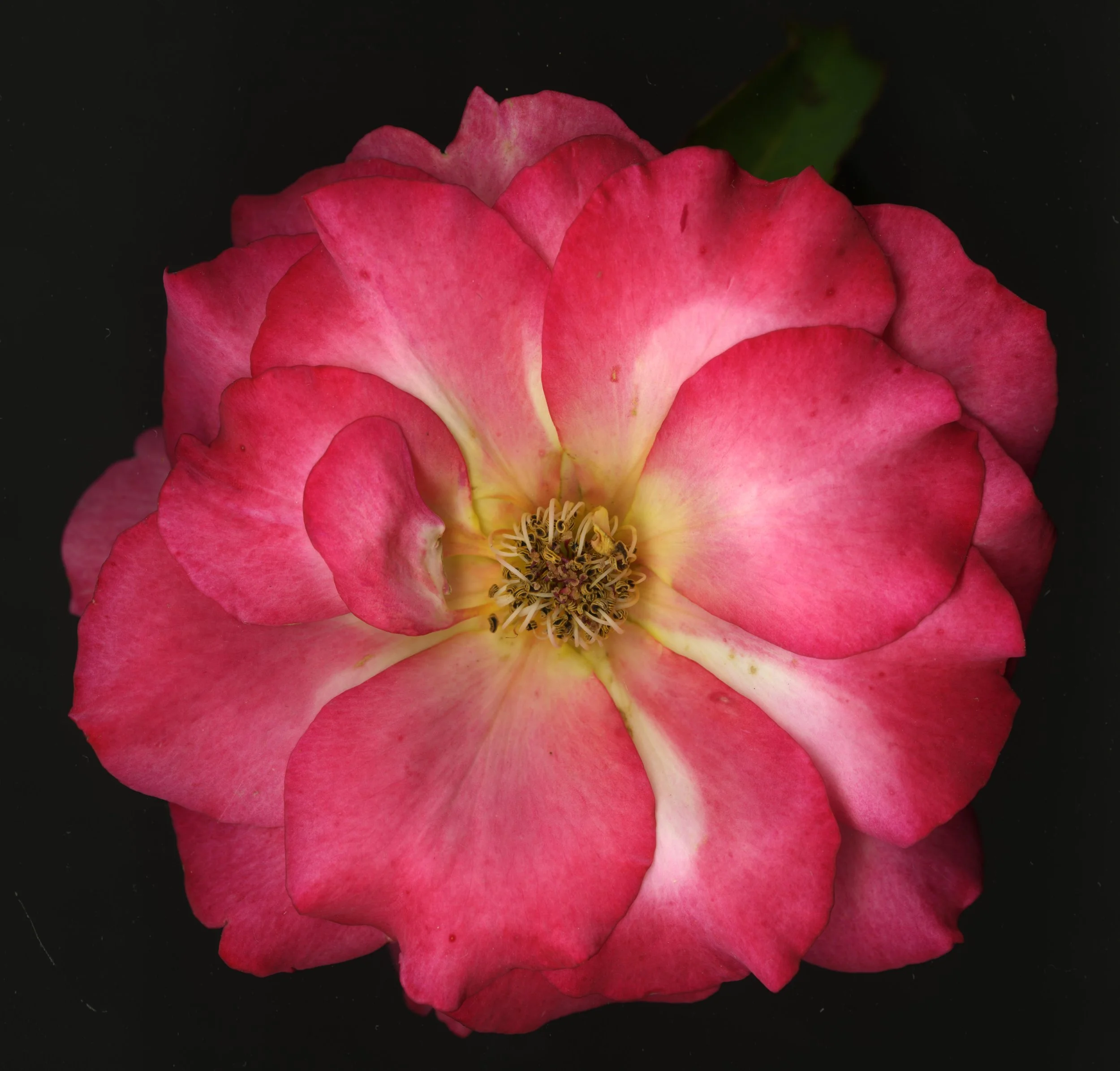 PinkRoseBloomtah_1_293.jpg