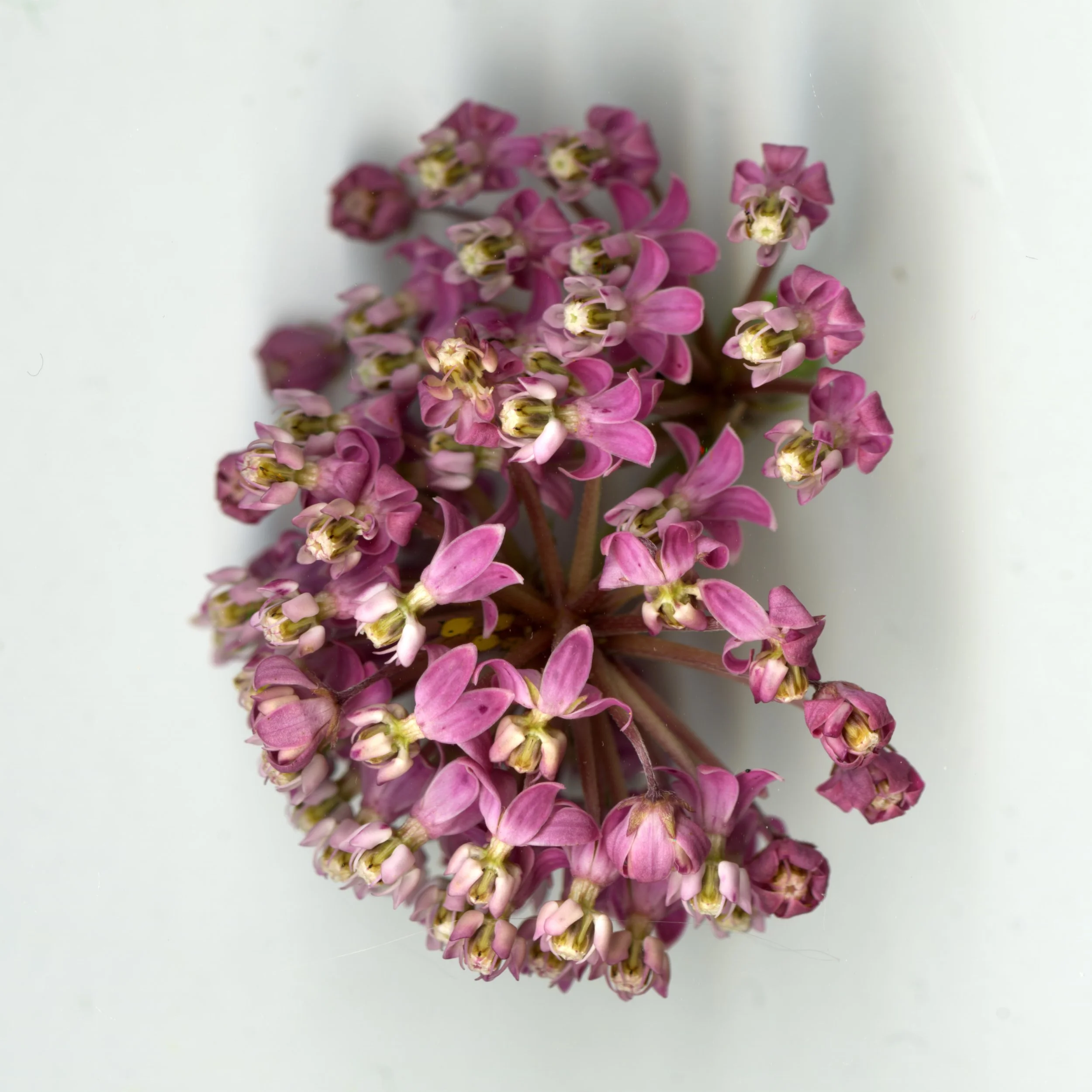 PrurpleMilkWeed_1_106.jpg