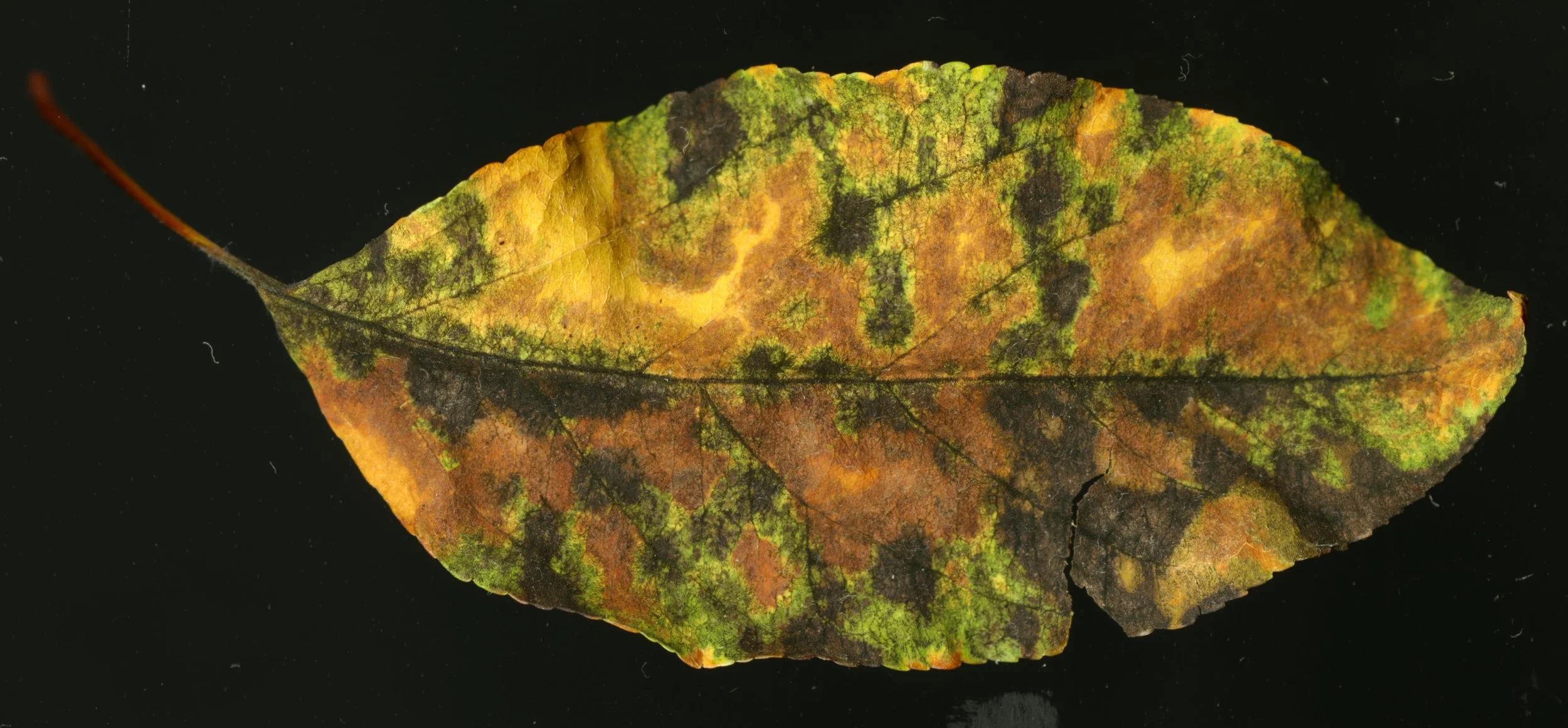 CoolLeafCamo_2_538.jpg