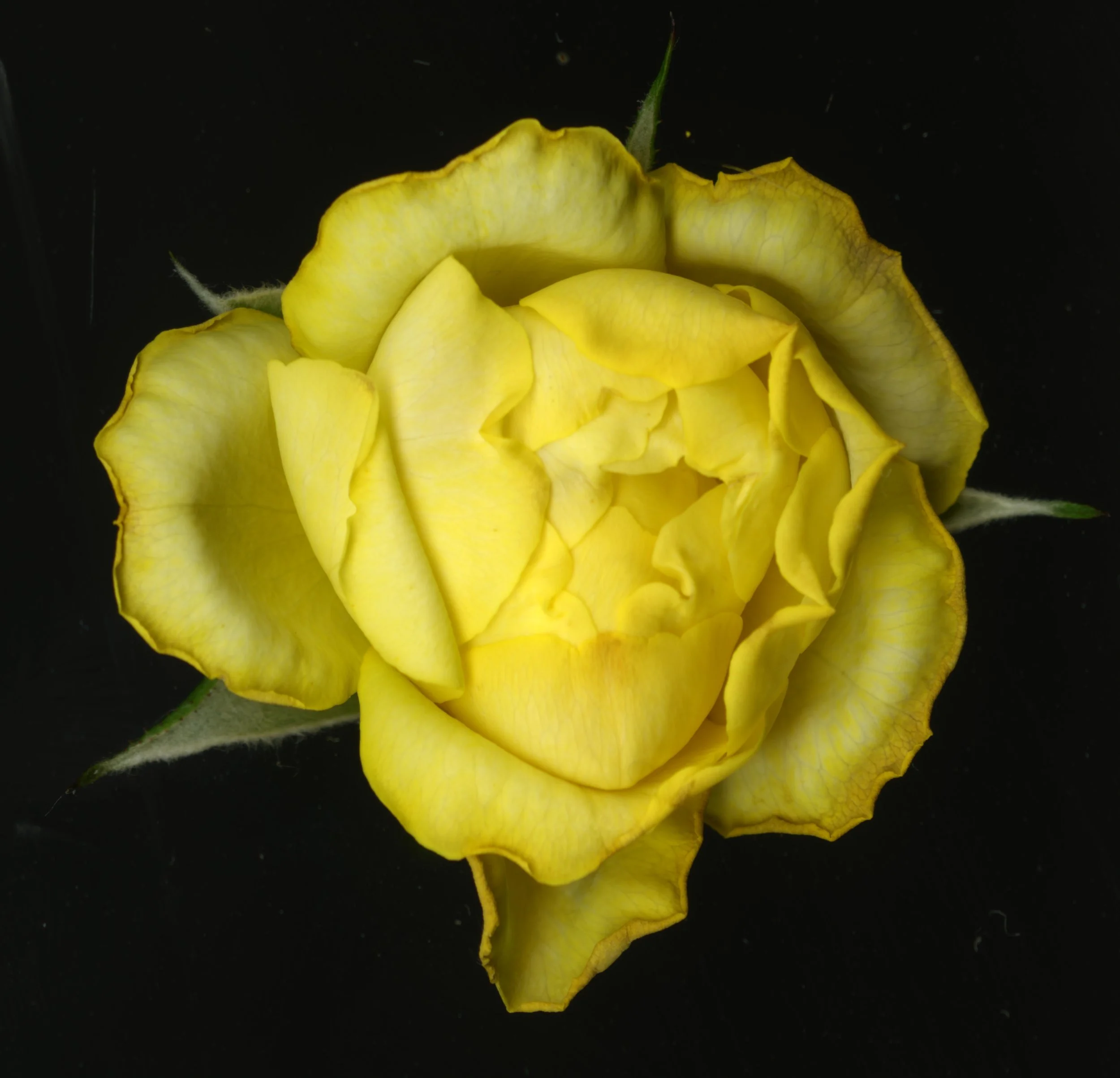 YellowRose_1_302.jpg